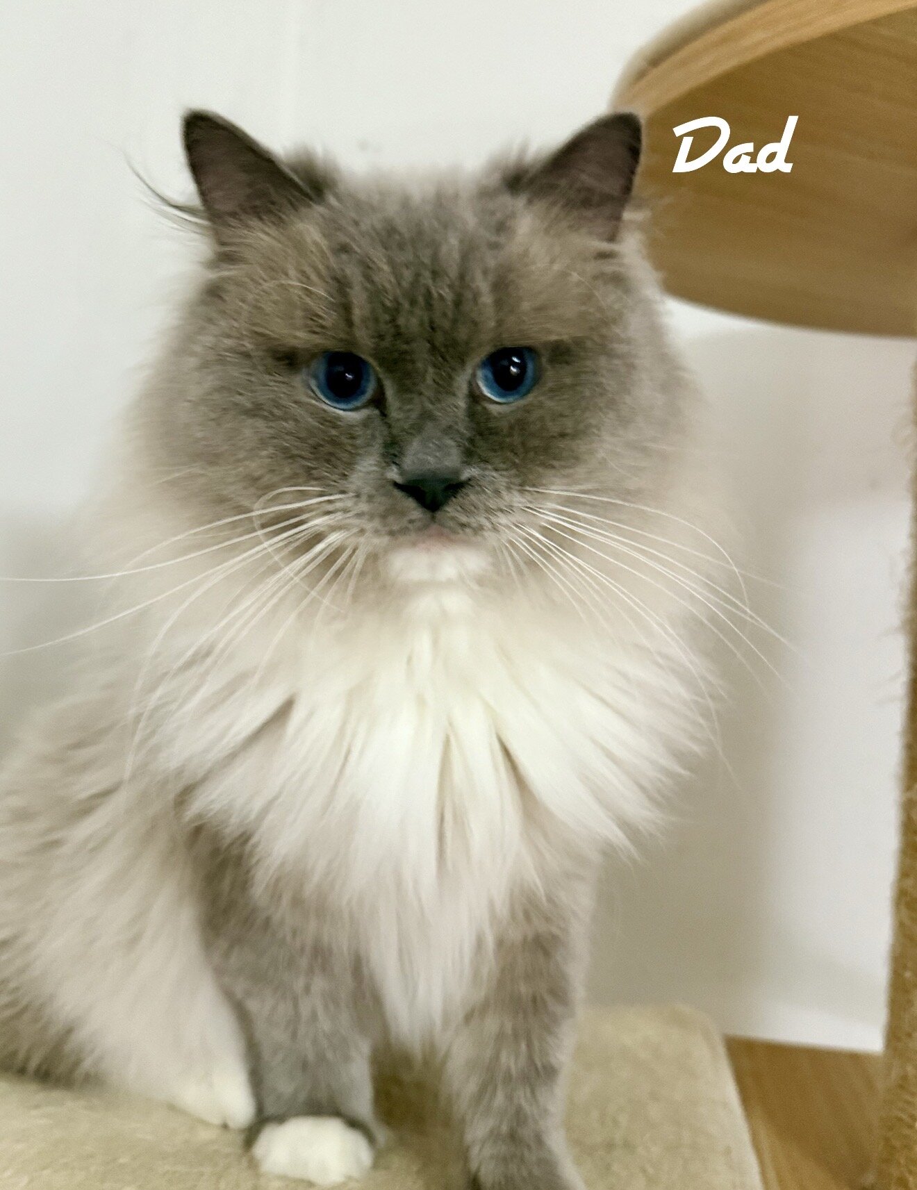 TICA RAGDOLL KITTENS image 1