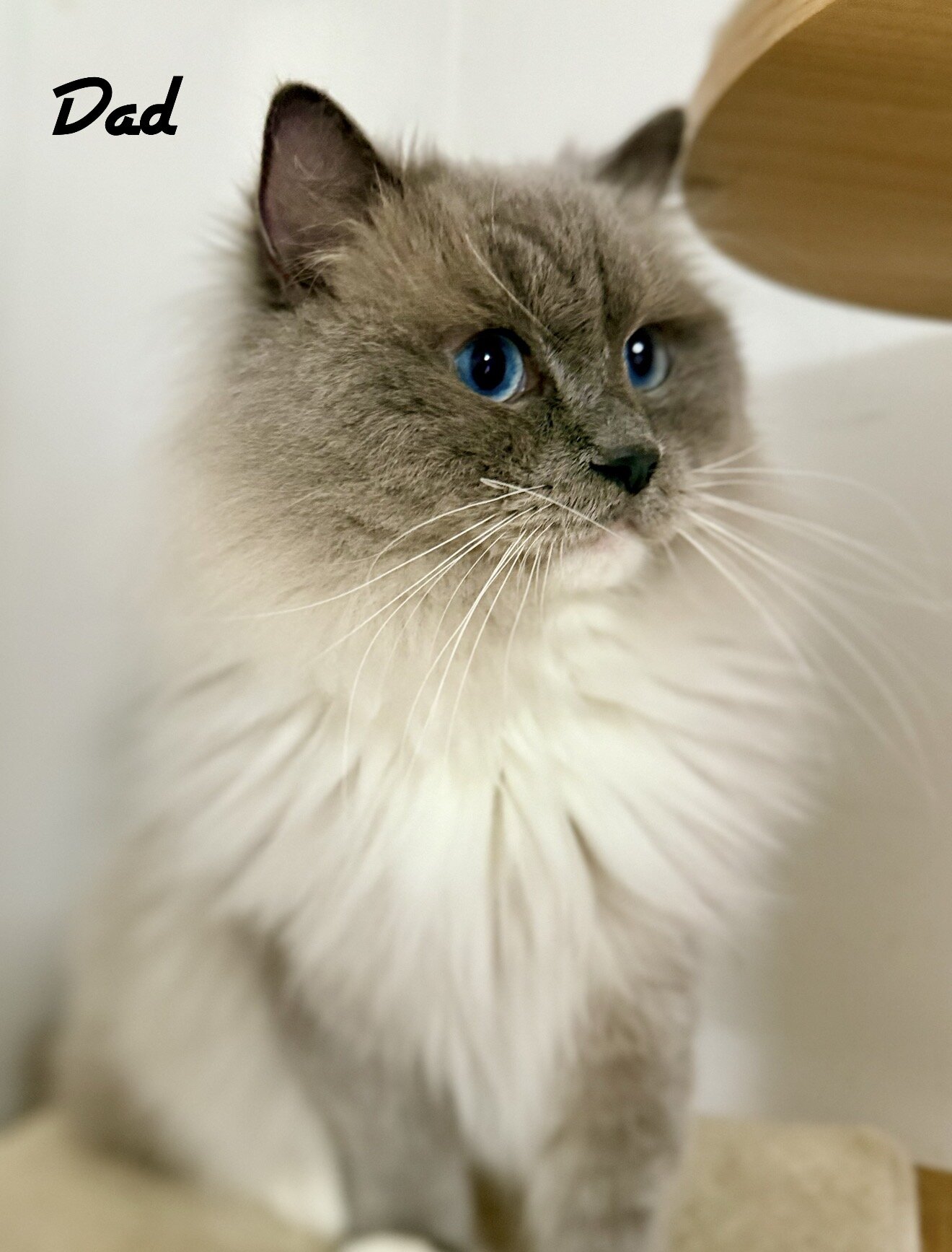 TICA RAGDOLL KITTENS image 2