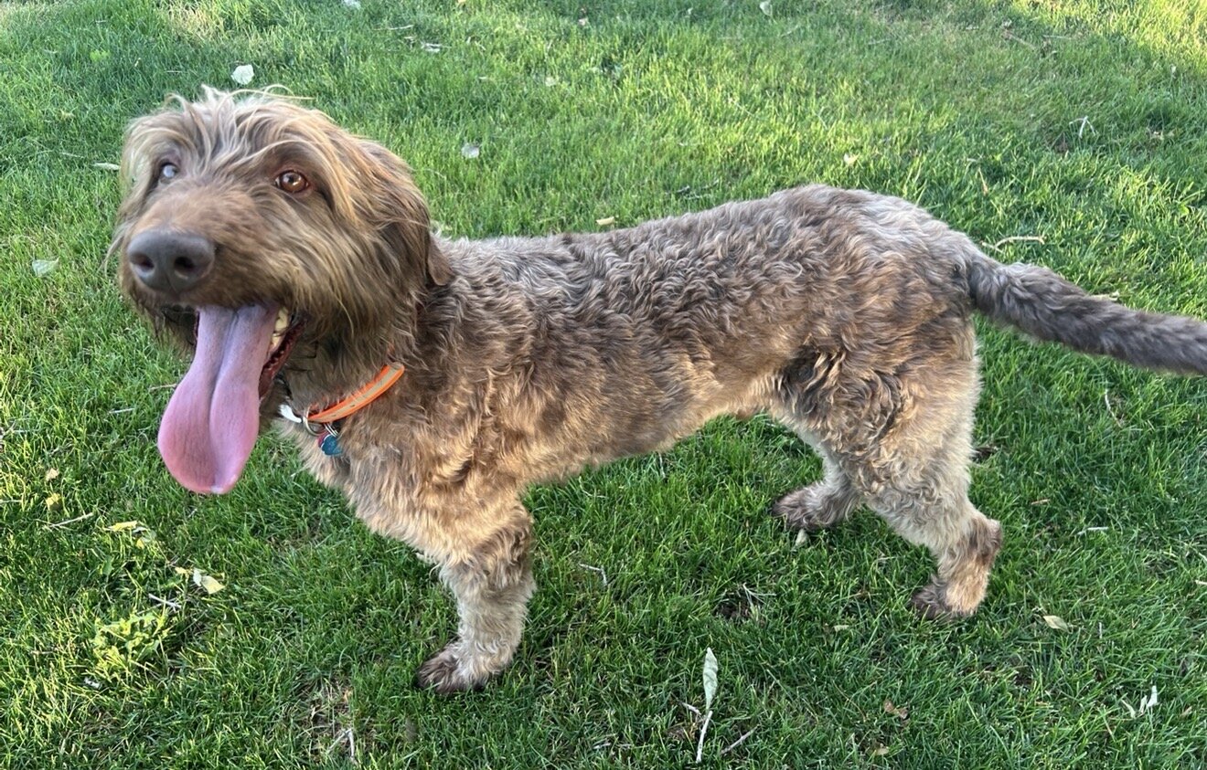 5 year old Male labradoodle image 1