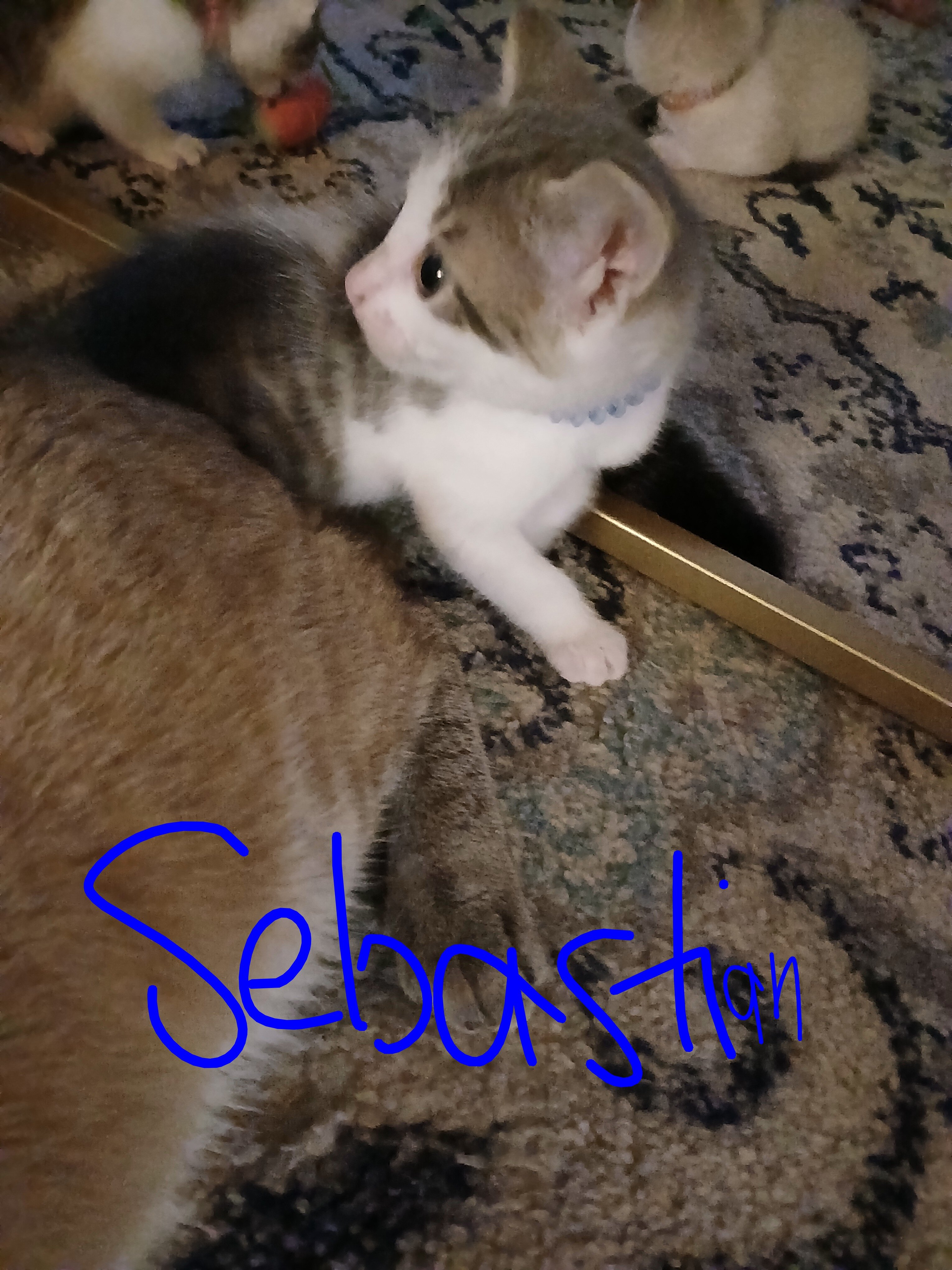 Lynx Point Siamese kittens image 5