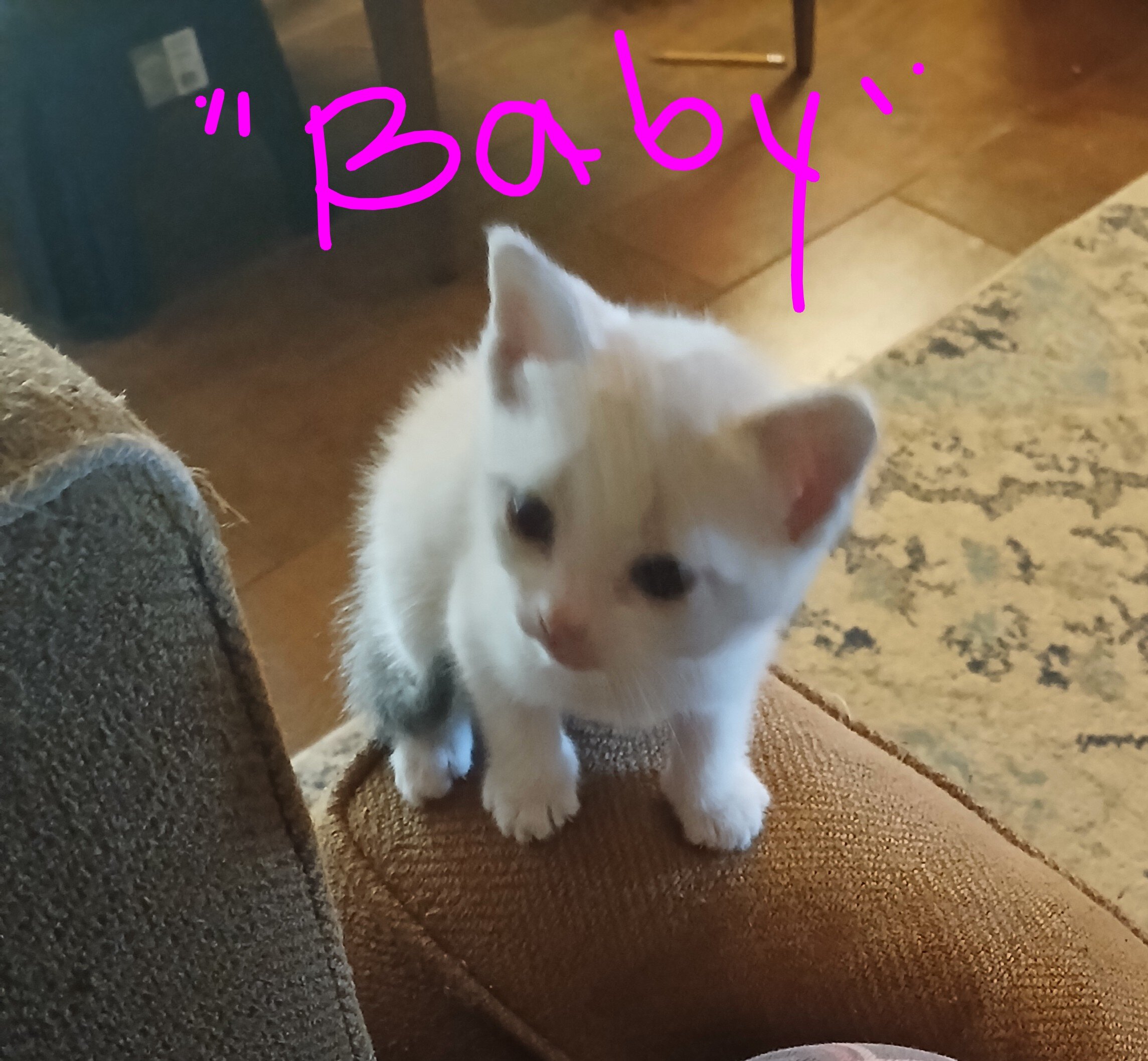 Lynx Point Siamese kittens image 4