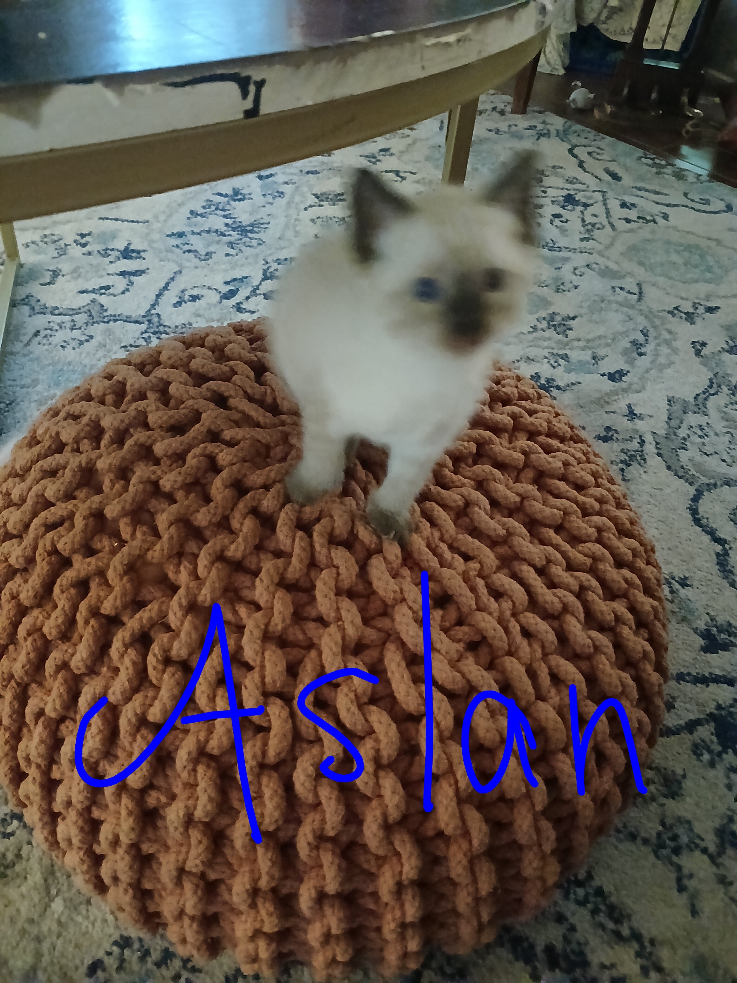 Lynx Point Siamese kittens image 3