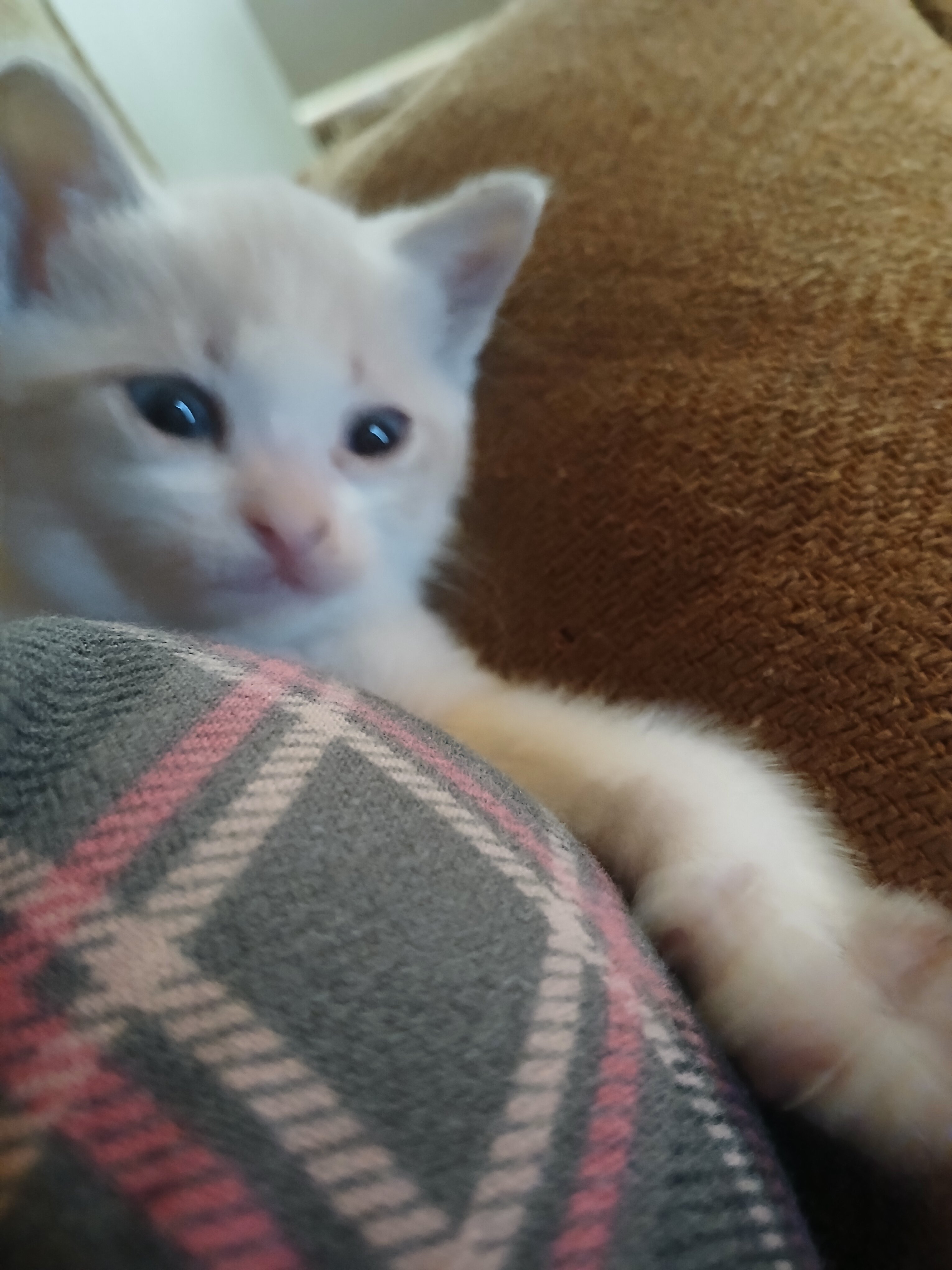 Lynx Point Siamese kittens image 2