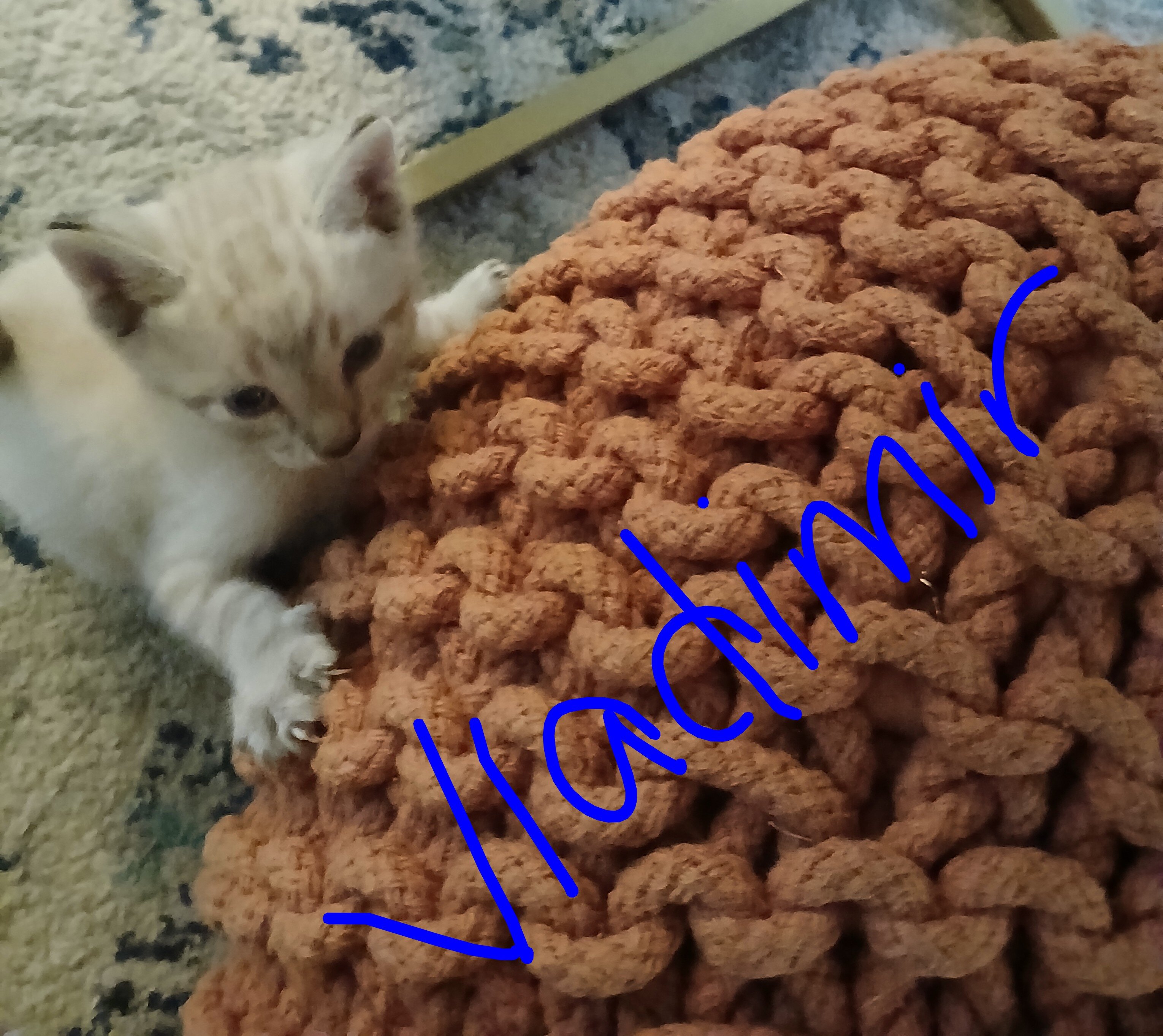 Lynx Point Siamese kittens image 1