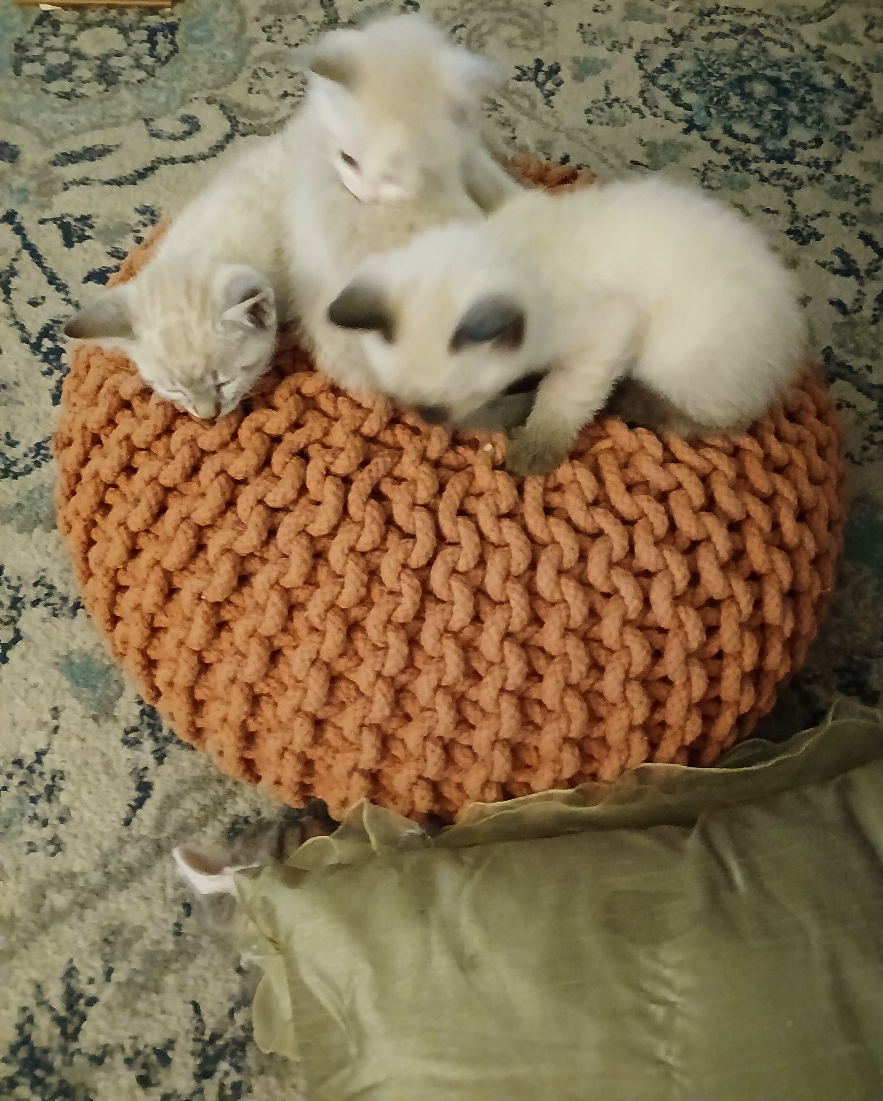 Lynx Point Siamese kittens image 6