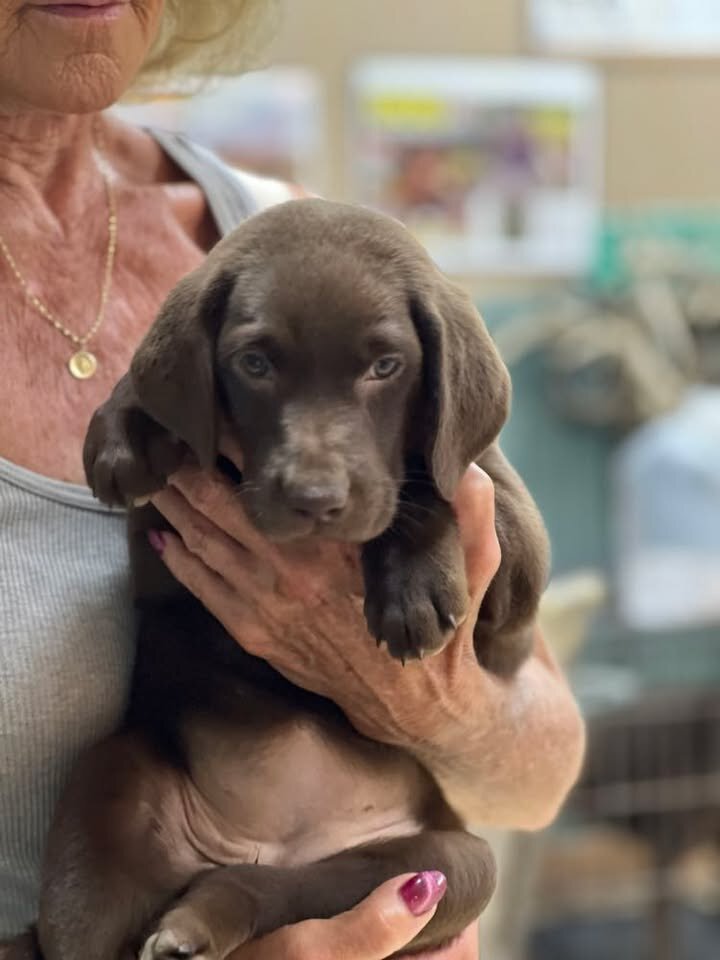 Chocolate Female Labrador Puppy image 1