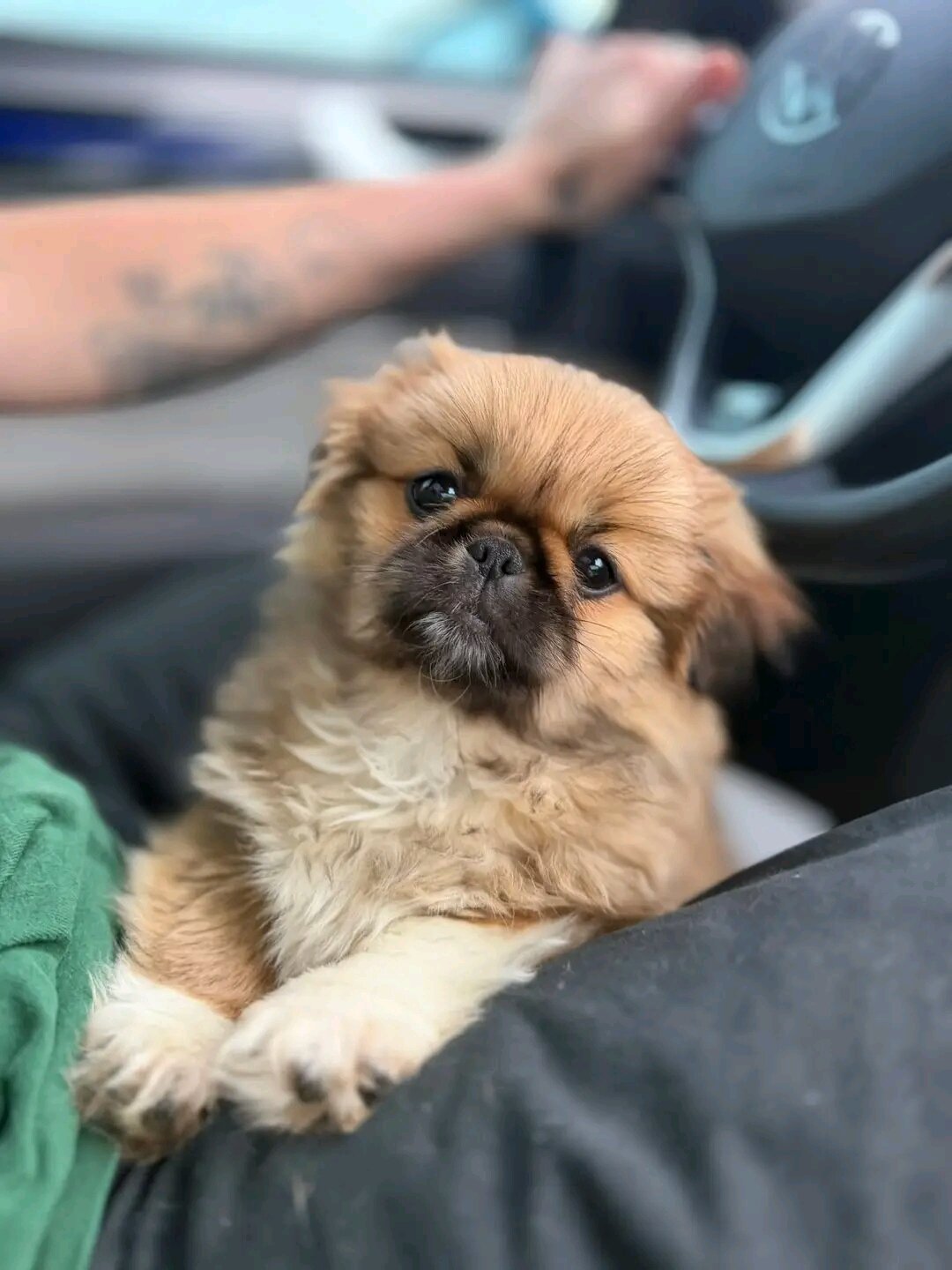 Pekingese Puppies Available! image 2