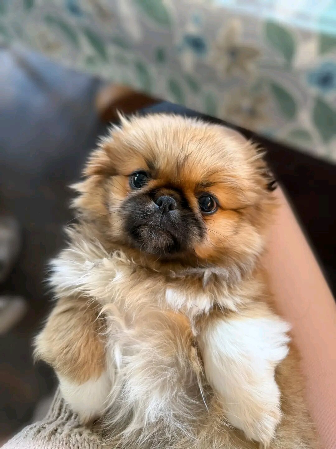Pekingese Puppies Available! image 1