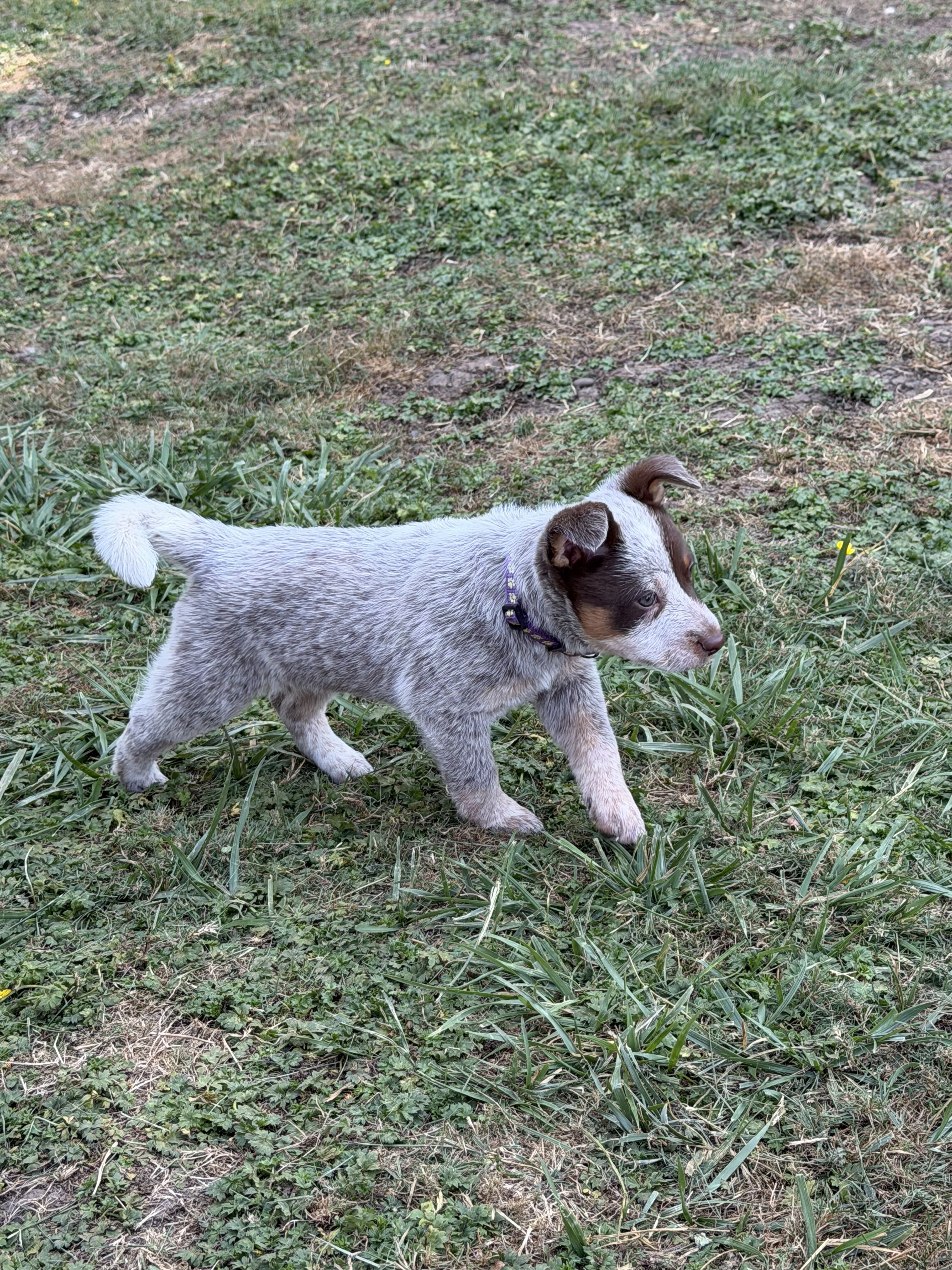 Chocolate and Tan Roan Australian Cattle Dog image 2