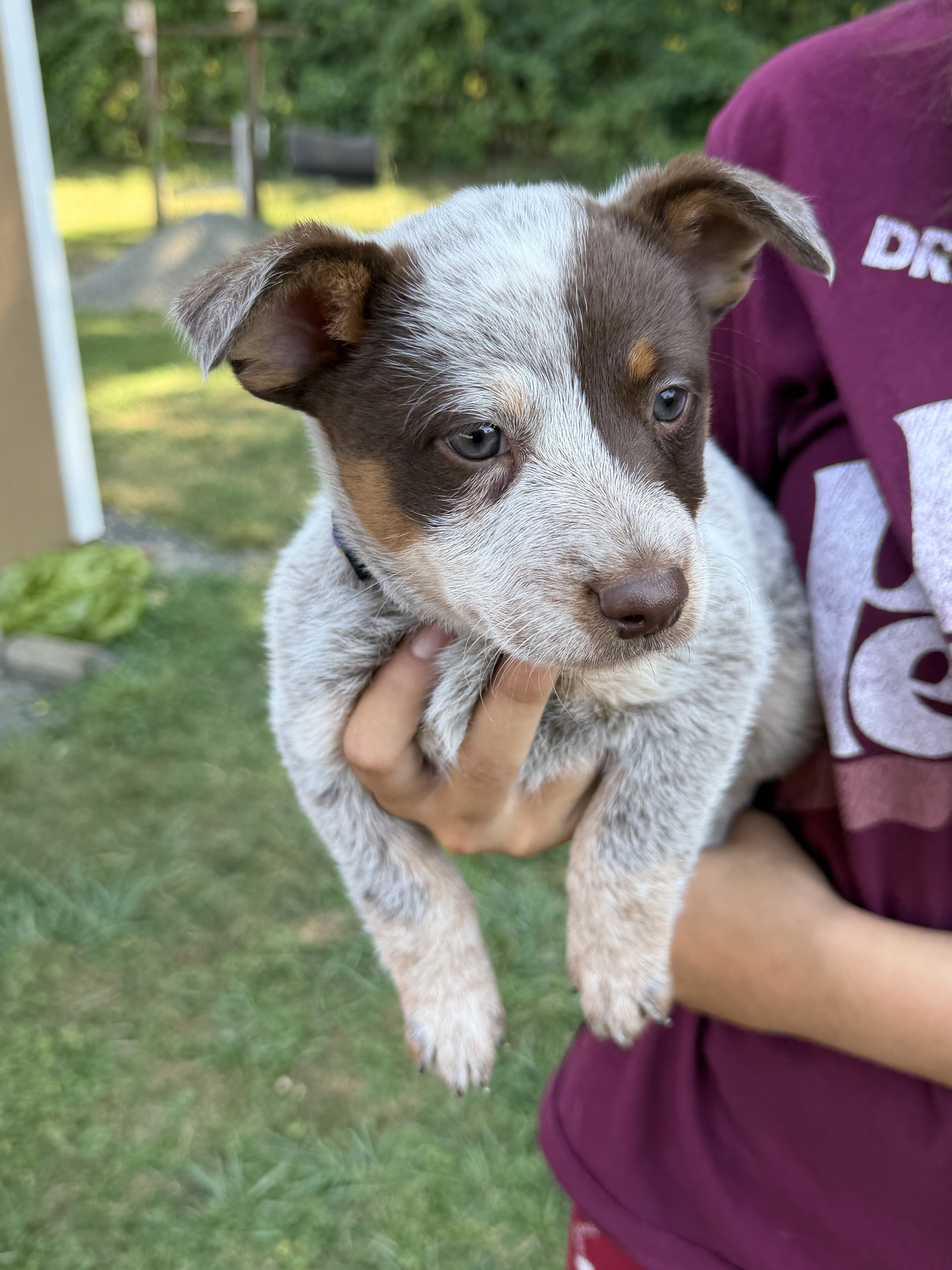 Chocolate and Tan Roan Australian Cattle Dog image 3