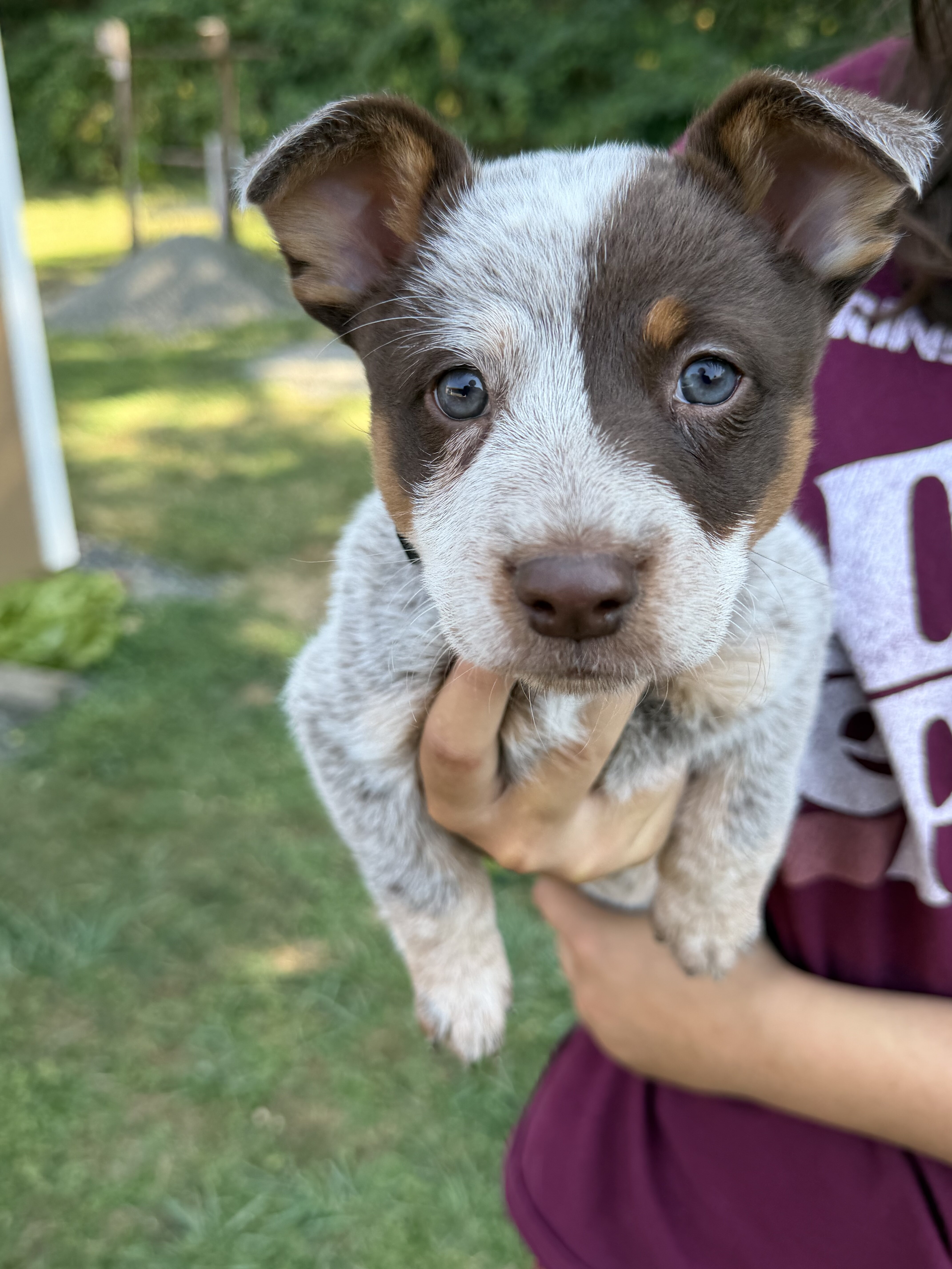 Chocolate and Tan Roan Australian Cattle Dog image 1