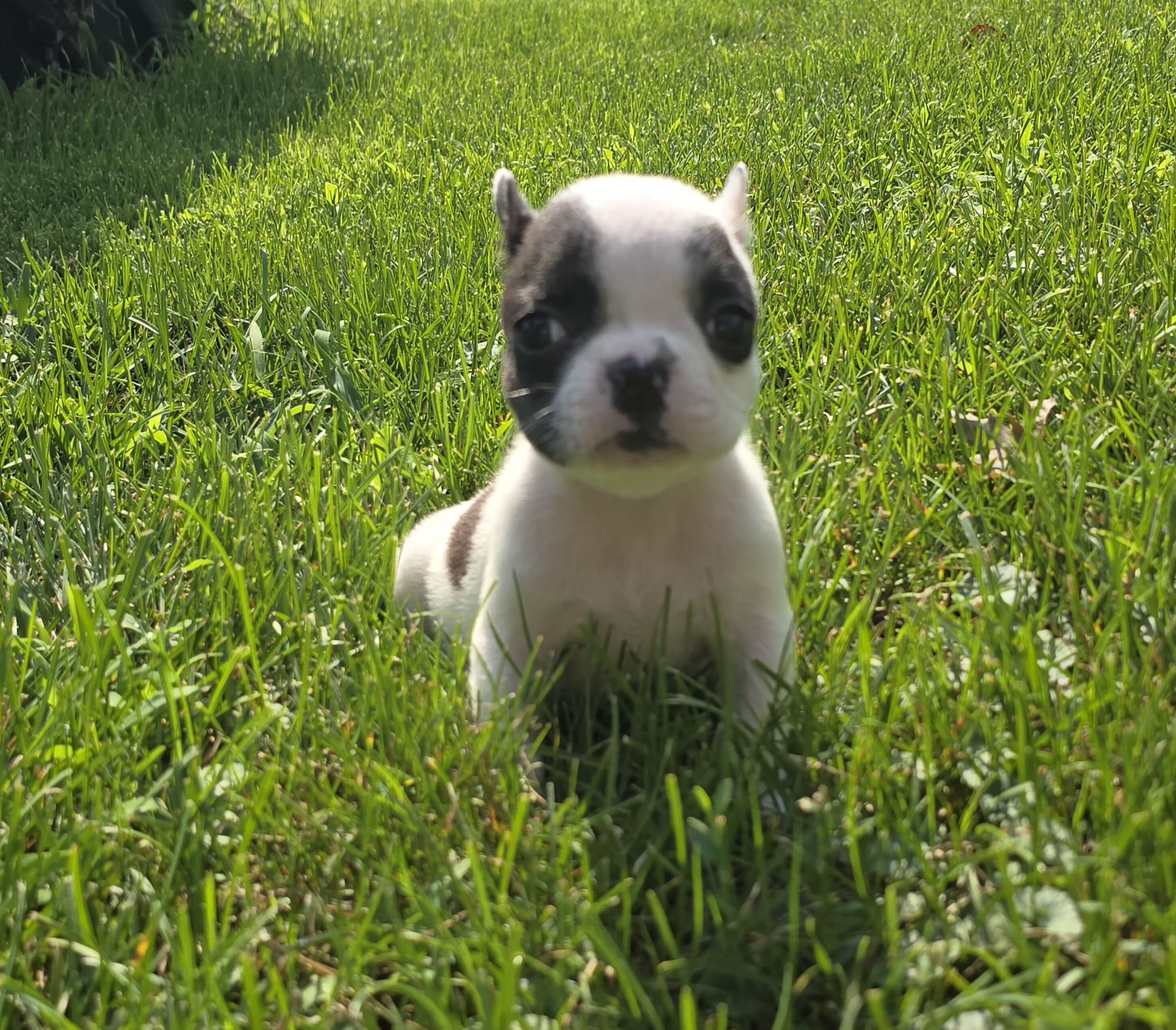 French Bulldogs image 3