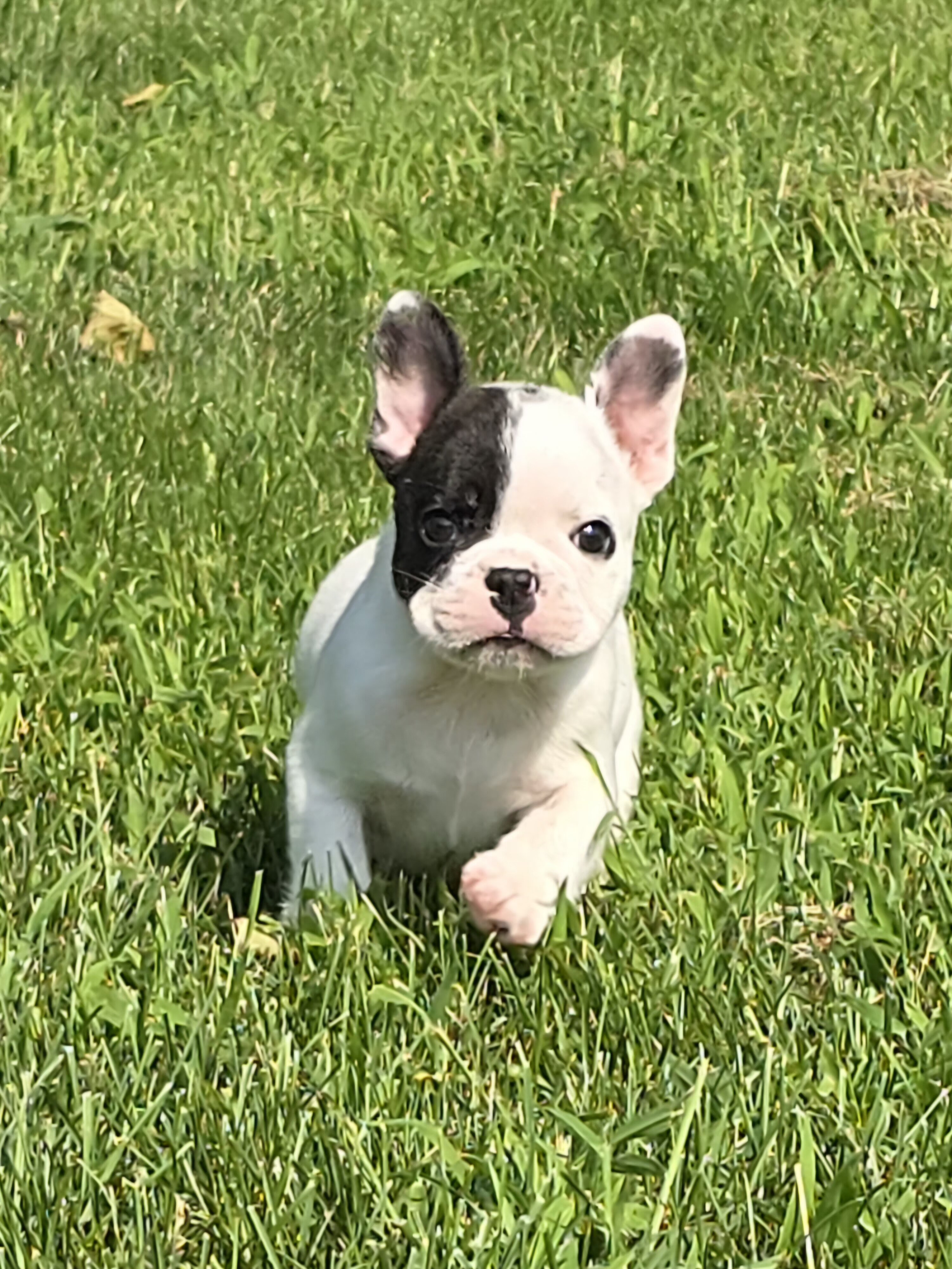 French Bulldogs image 2