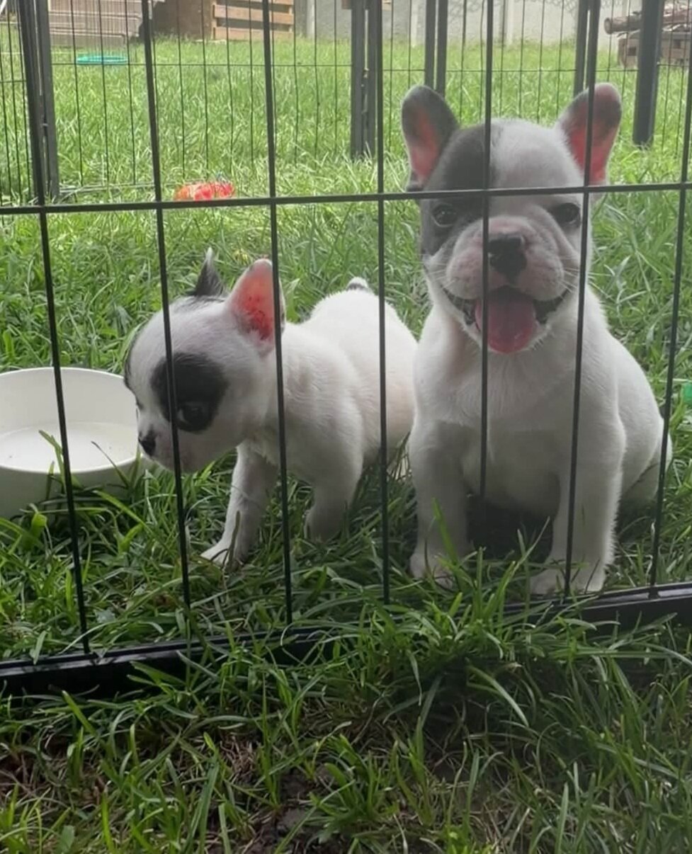 French Bulldogs image 1