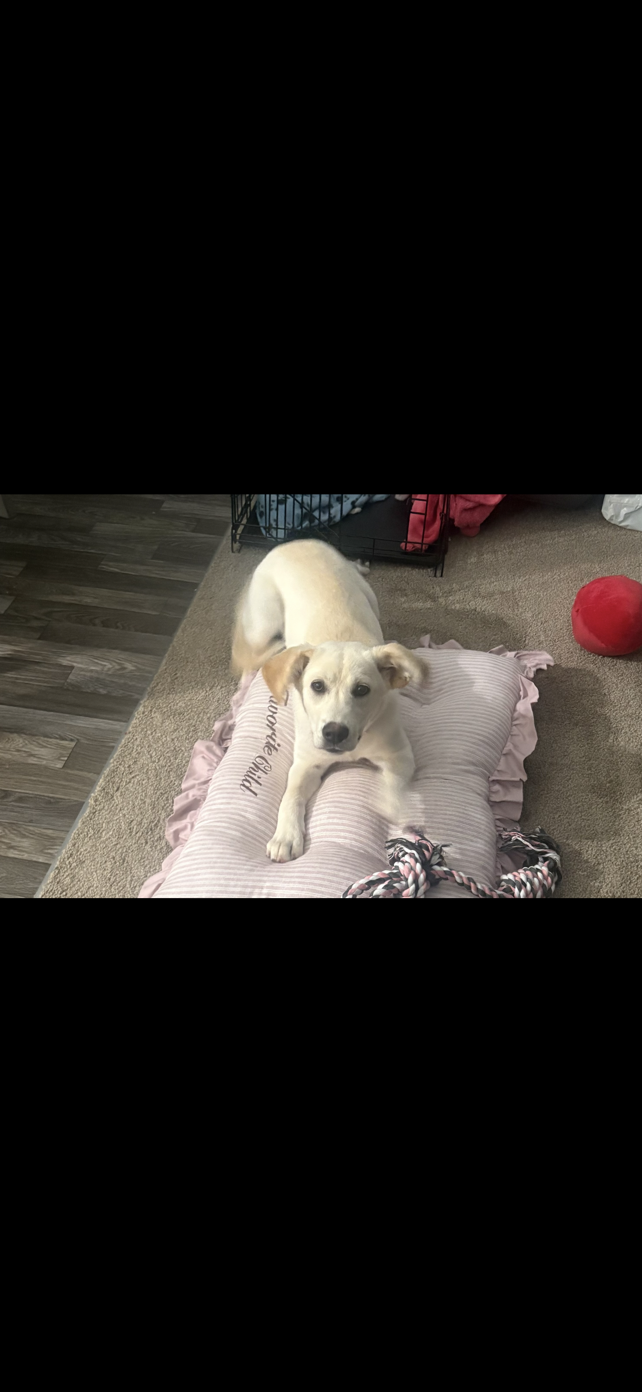 Yellow retriever image 2