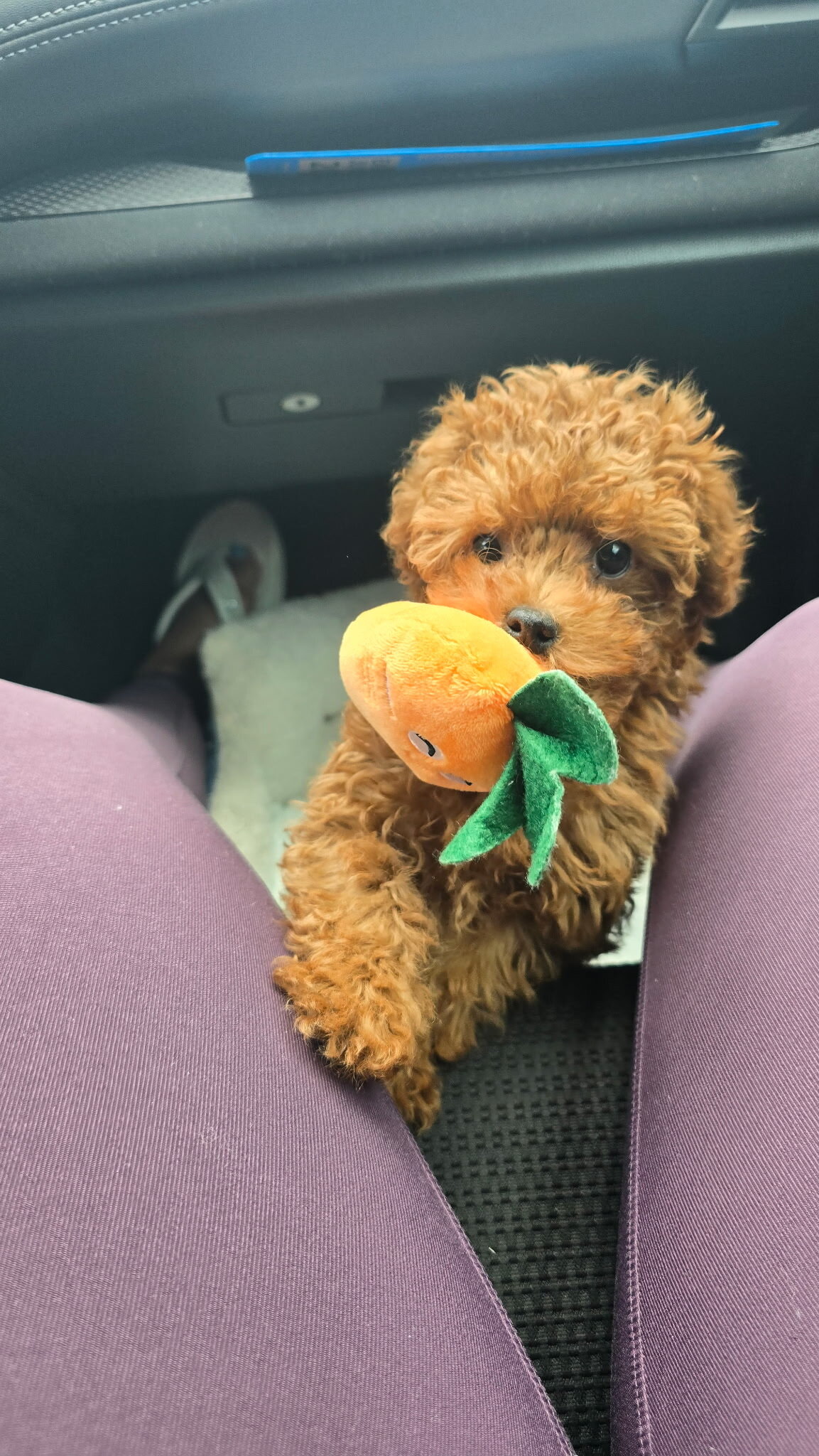 Toy Poodle image 2