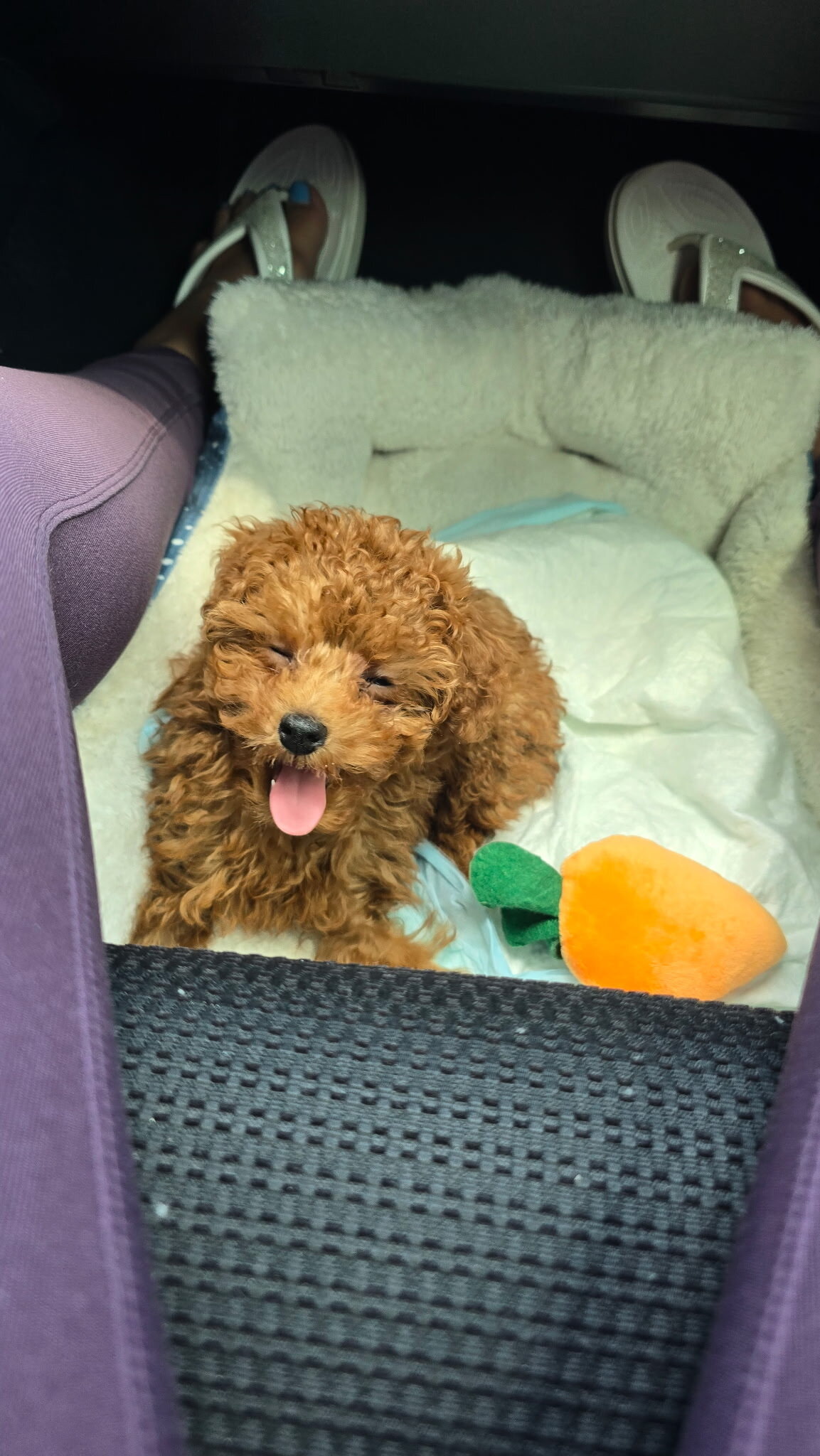 Toy Poodle image 1