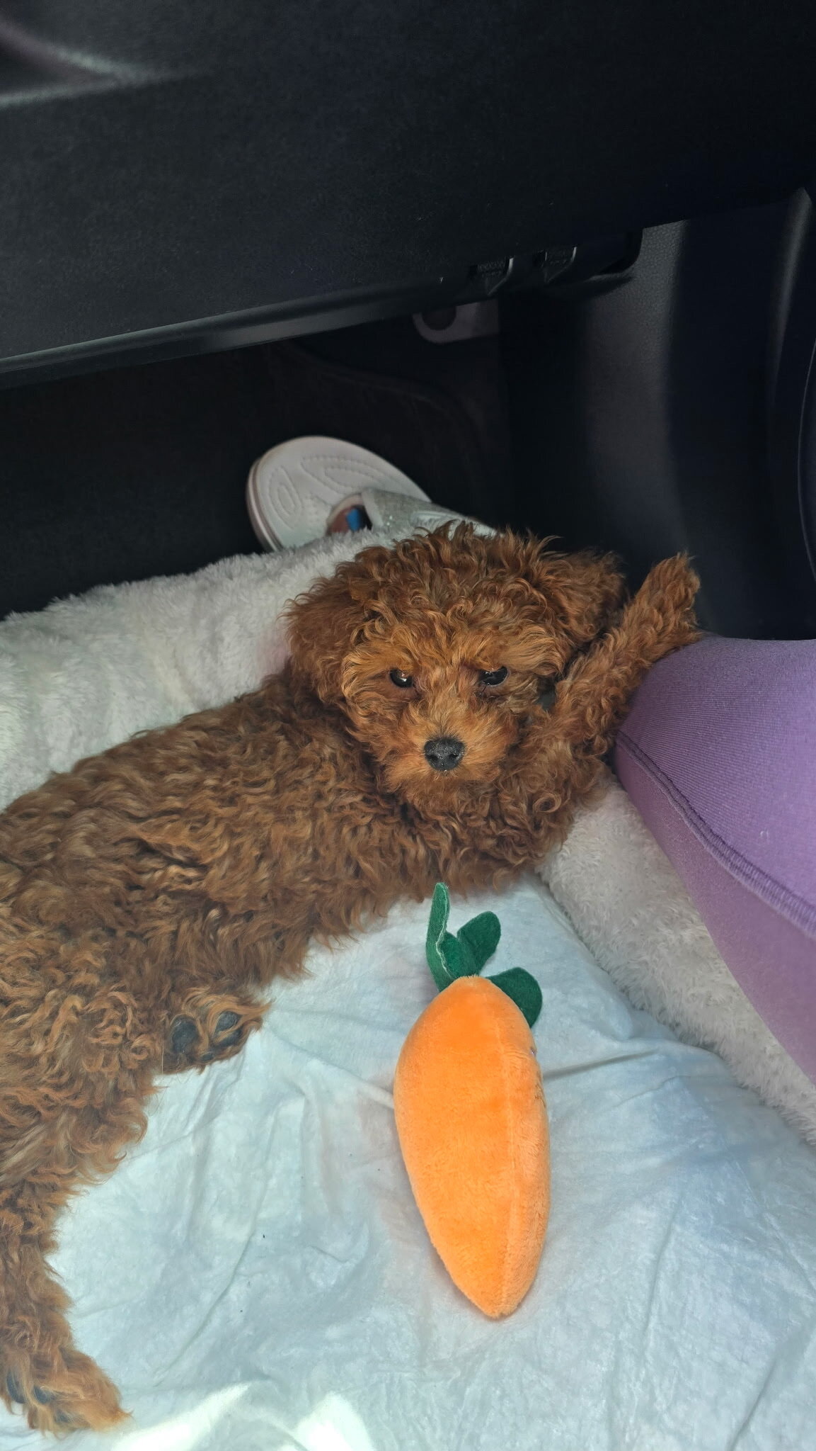 Toy Poodle image 3