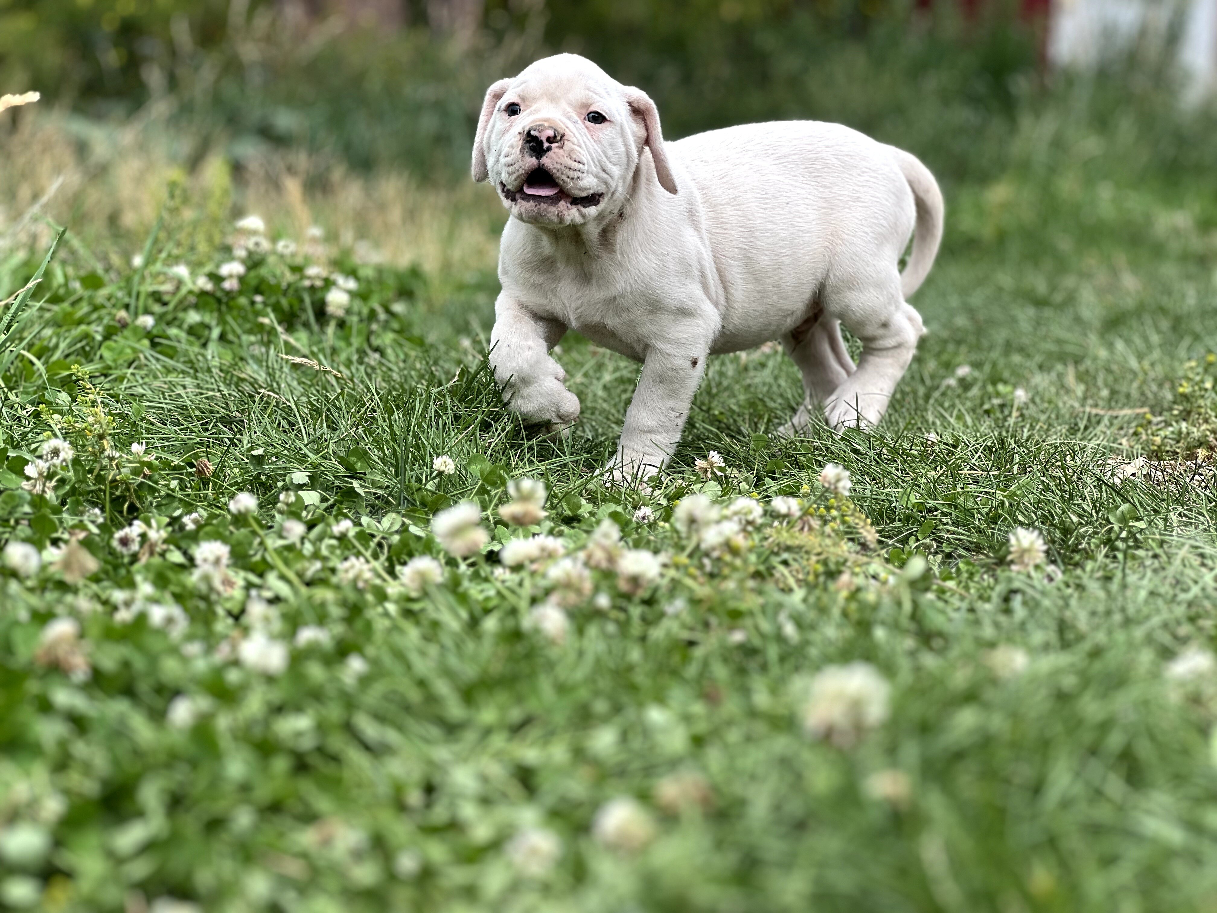 American Bulldog Puppies image 3
