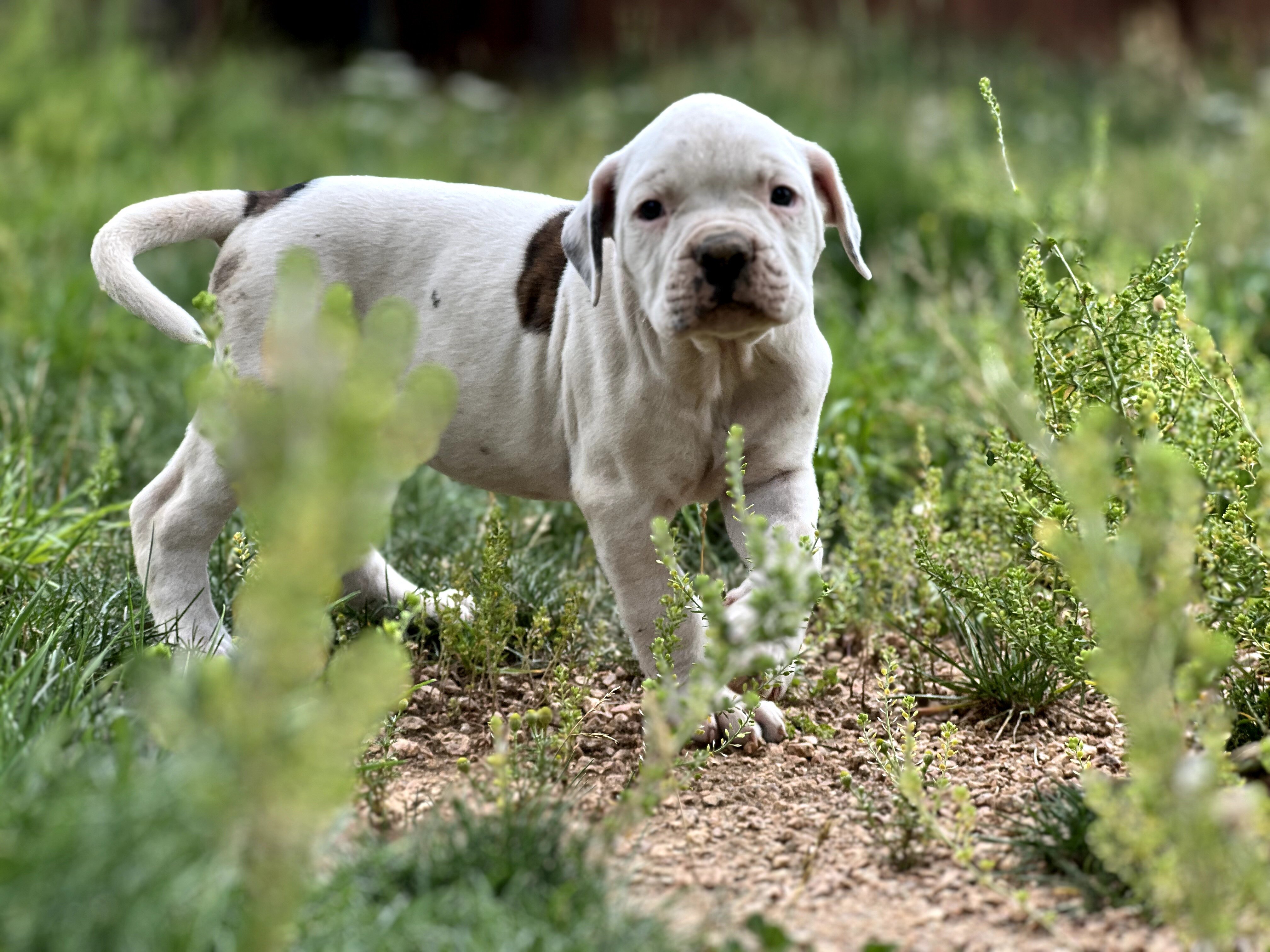 American Bulldog Puppies image 1