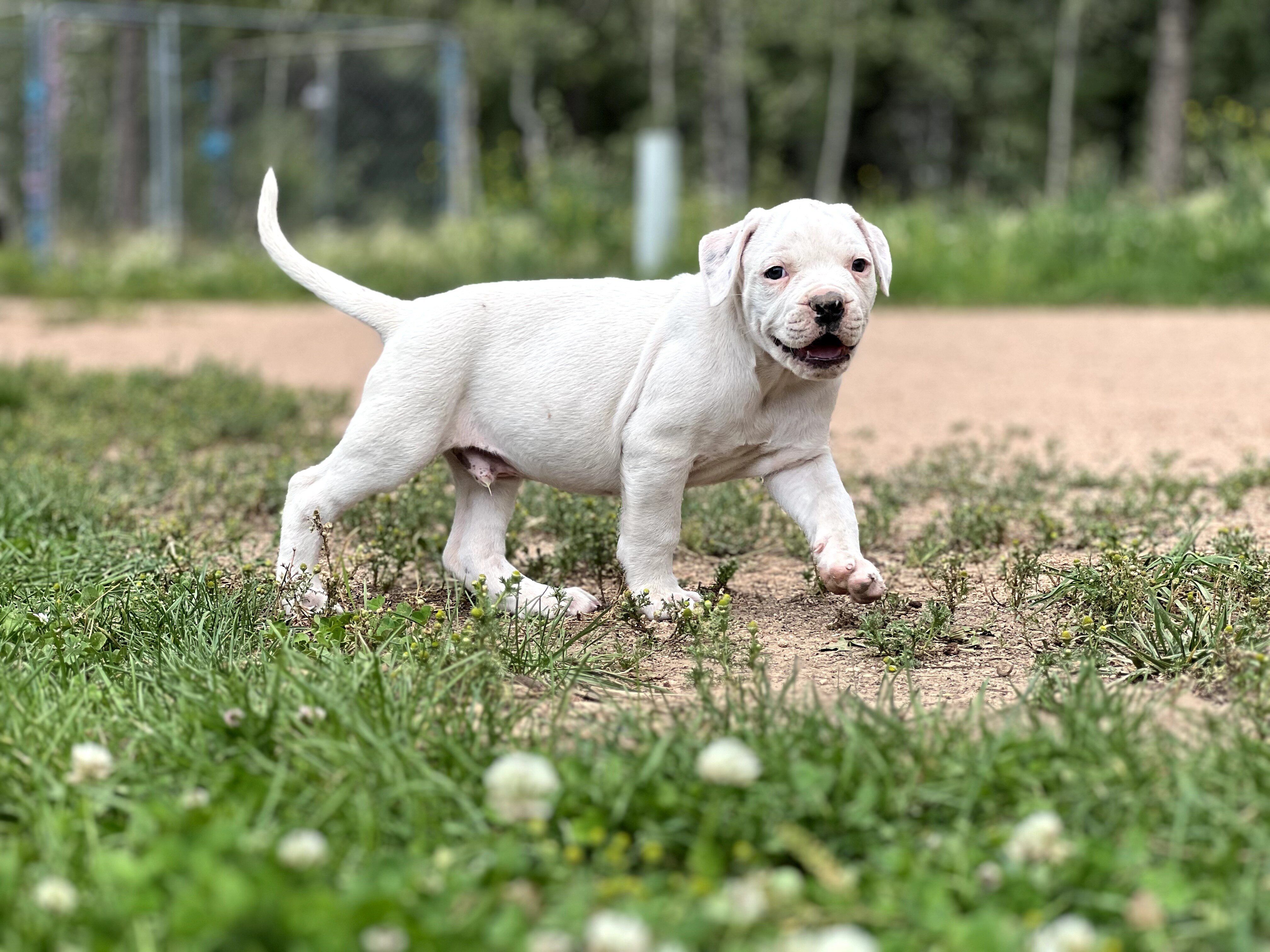 American Bulldog Puppies image 2