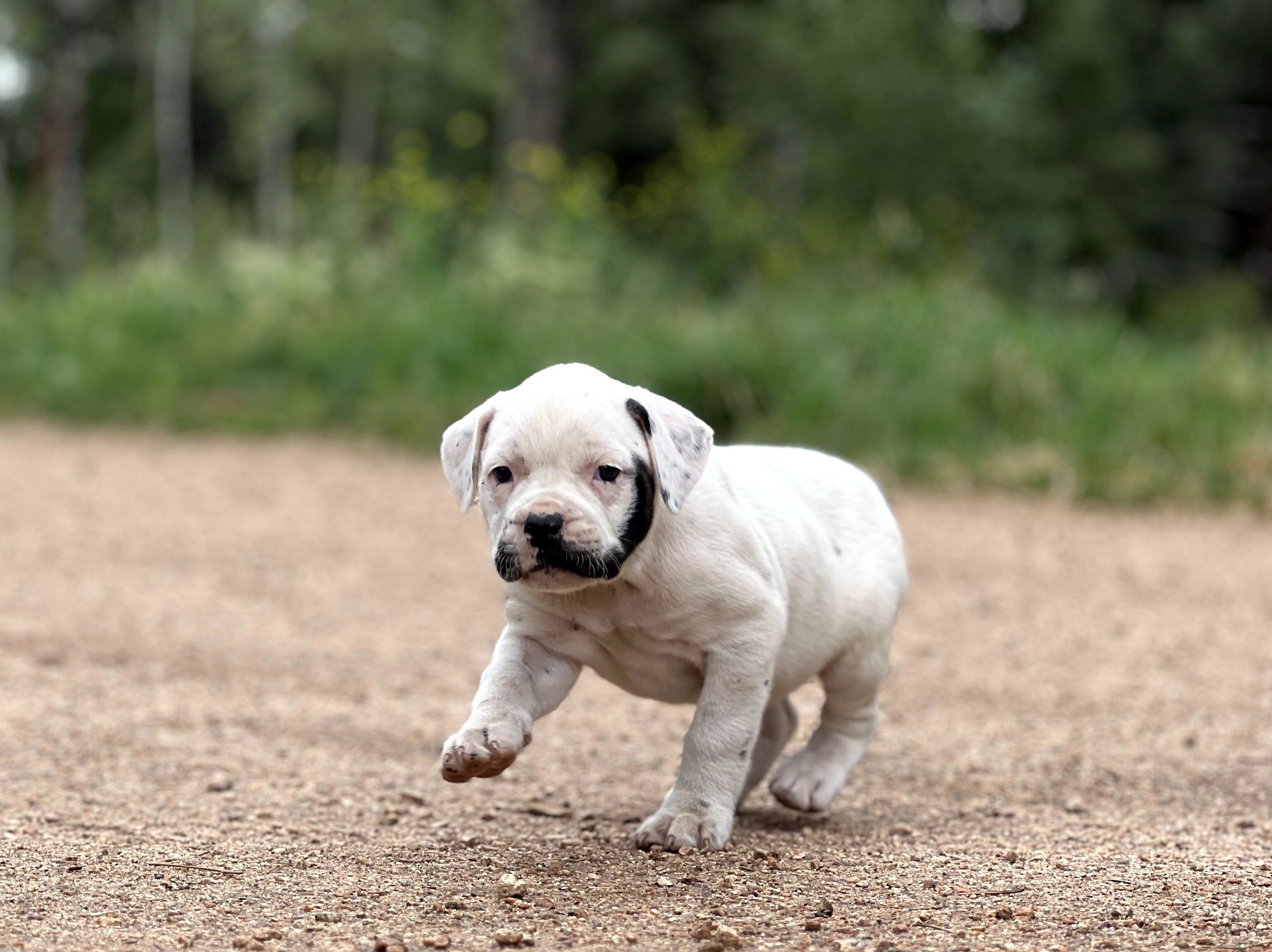 American Bulldog Puppies image 4