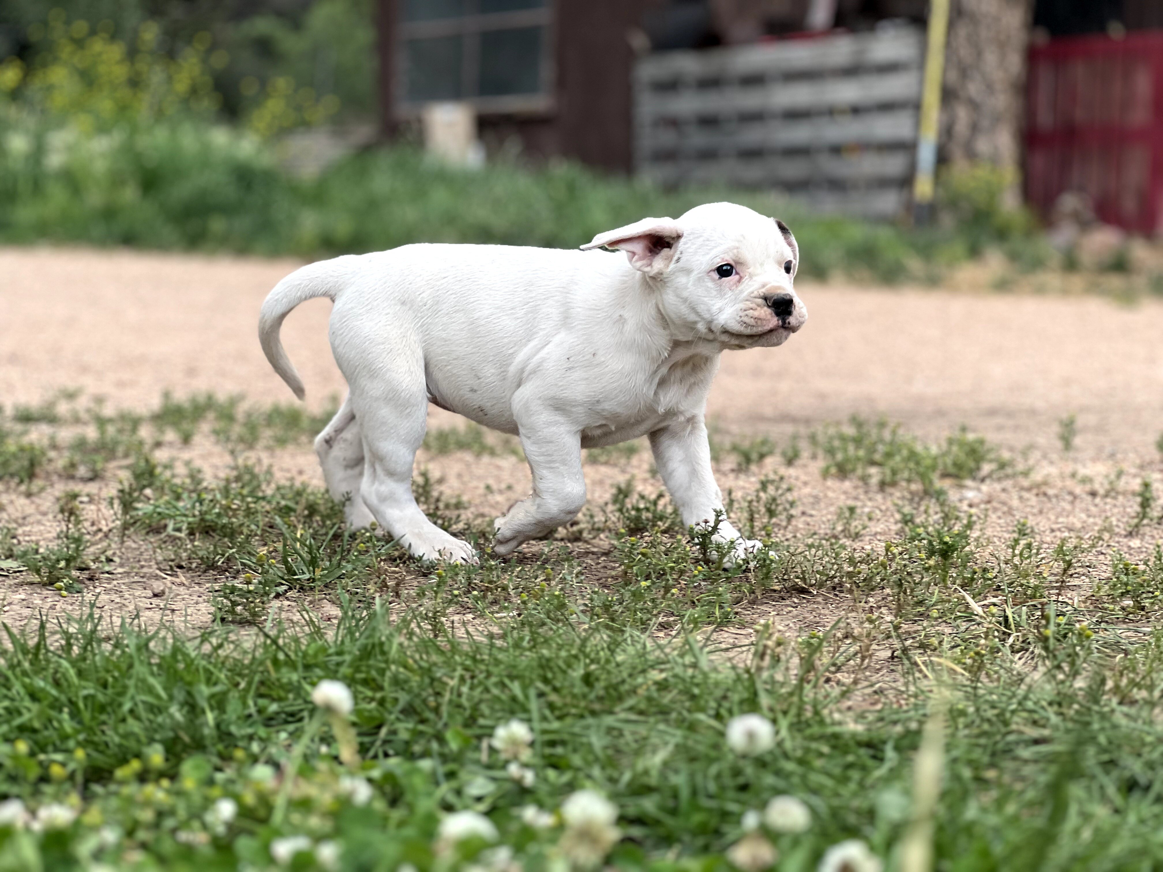 American Bulldog Puppies image 5