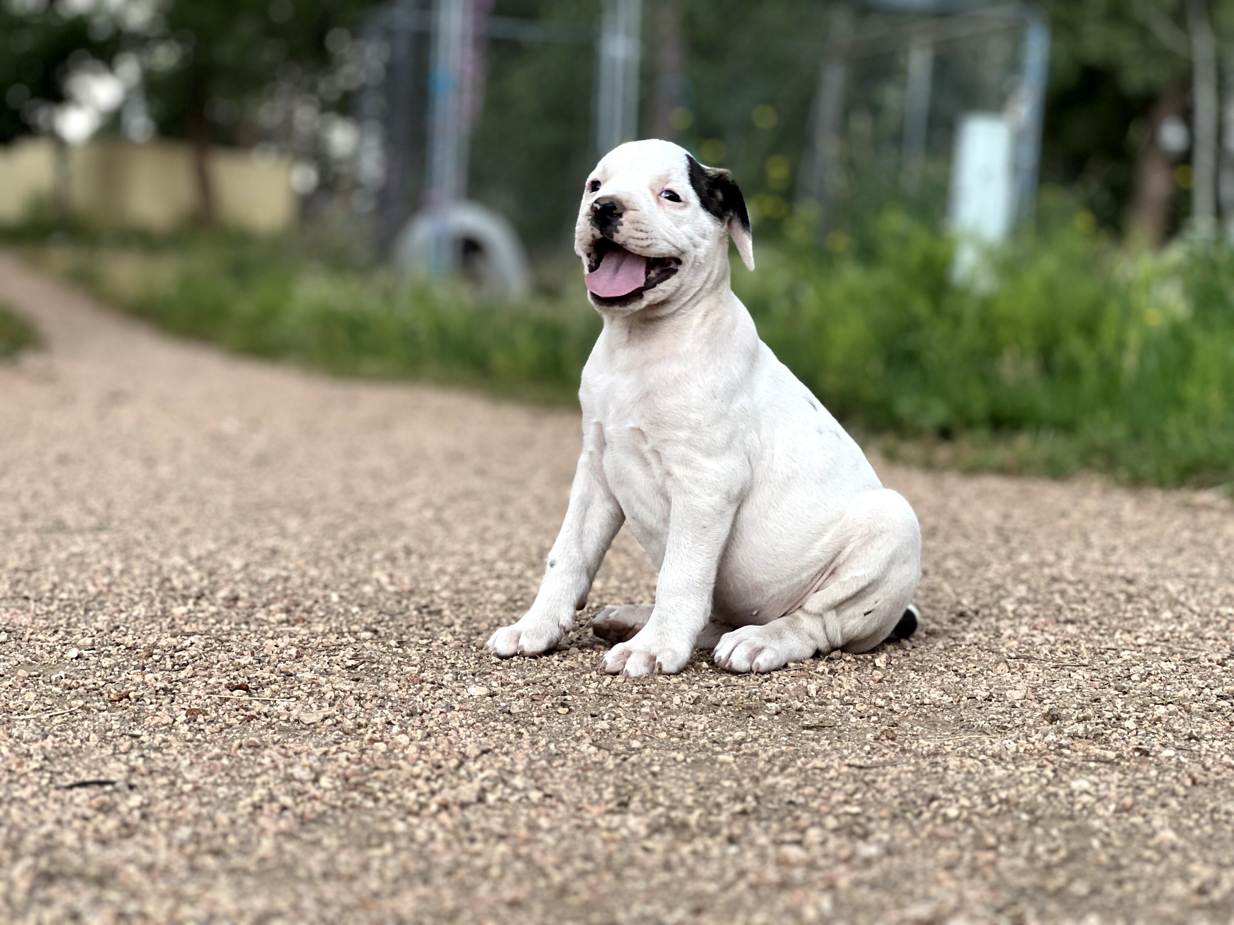 American Bulldog Puppies image 6