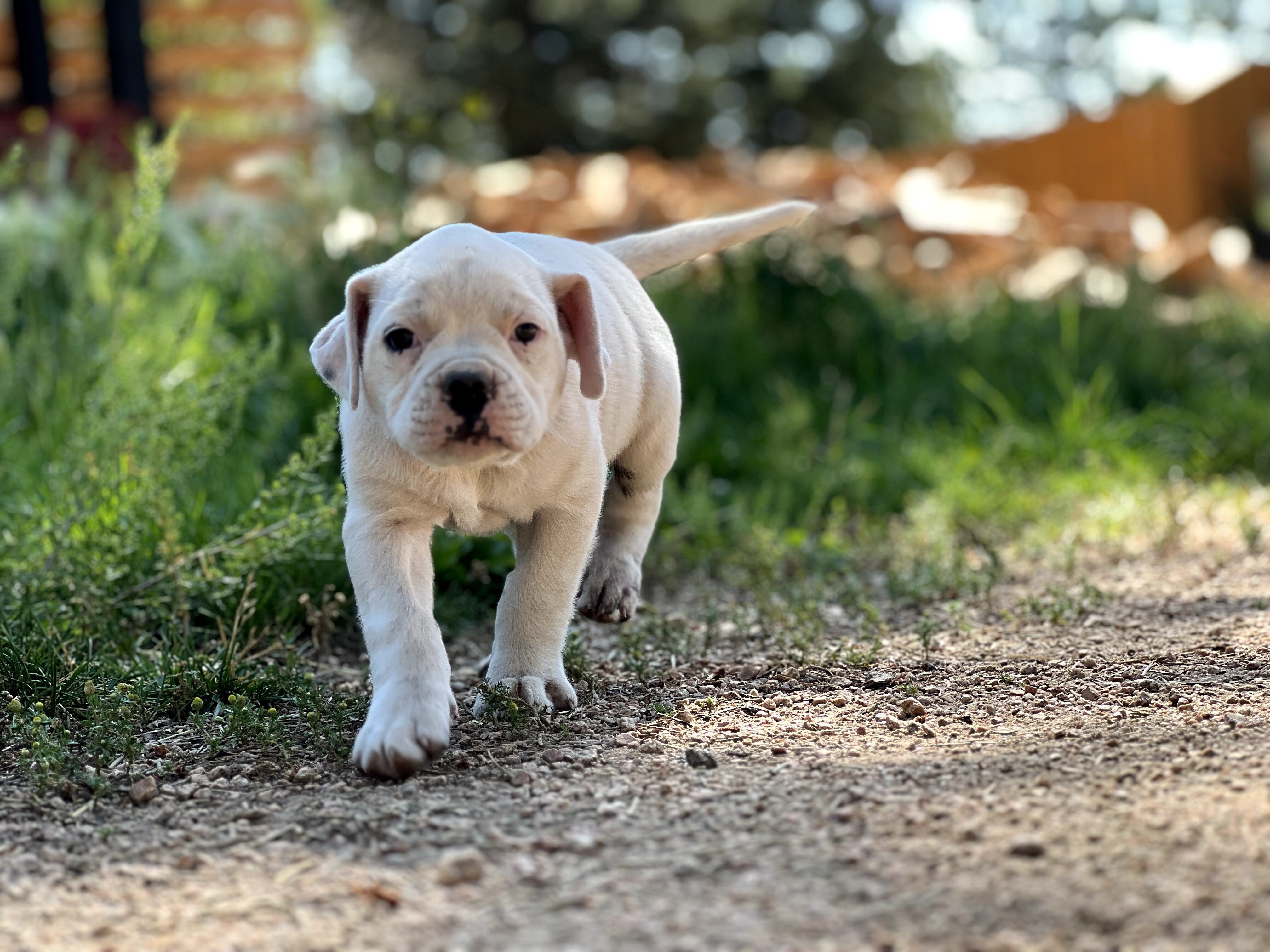 American Bulldog Puppies image 7