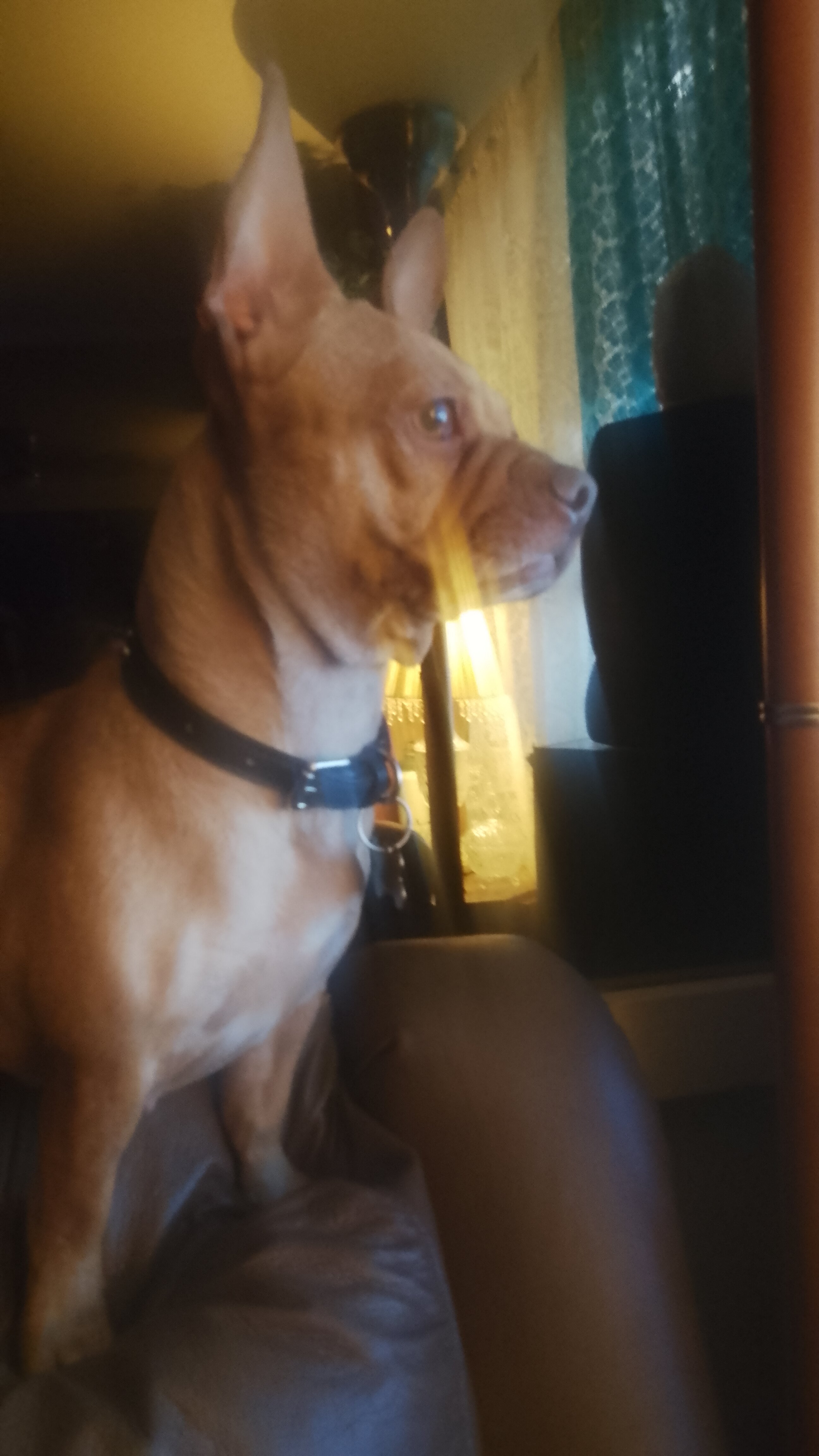 French bulldog image 1