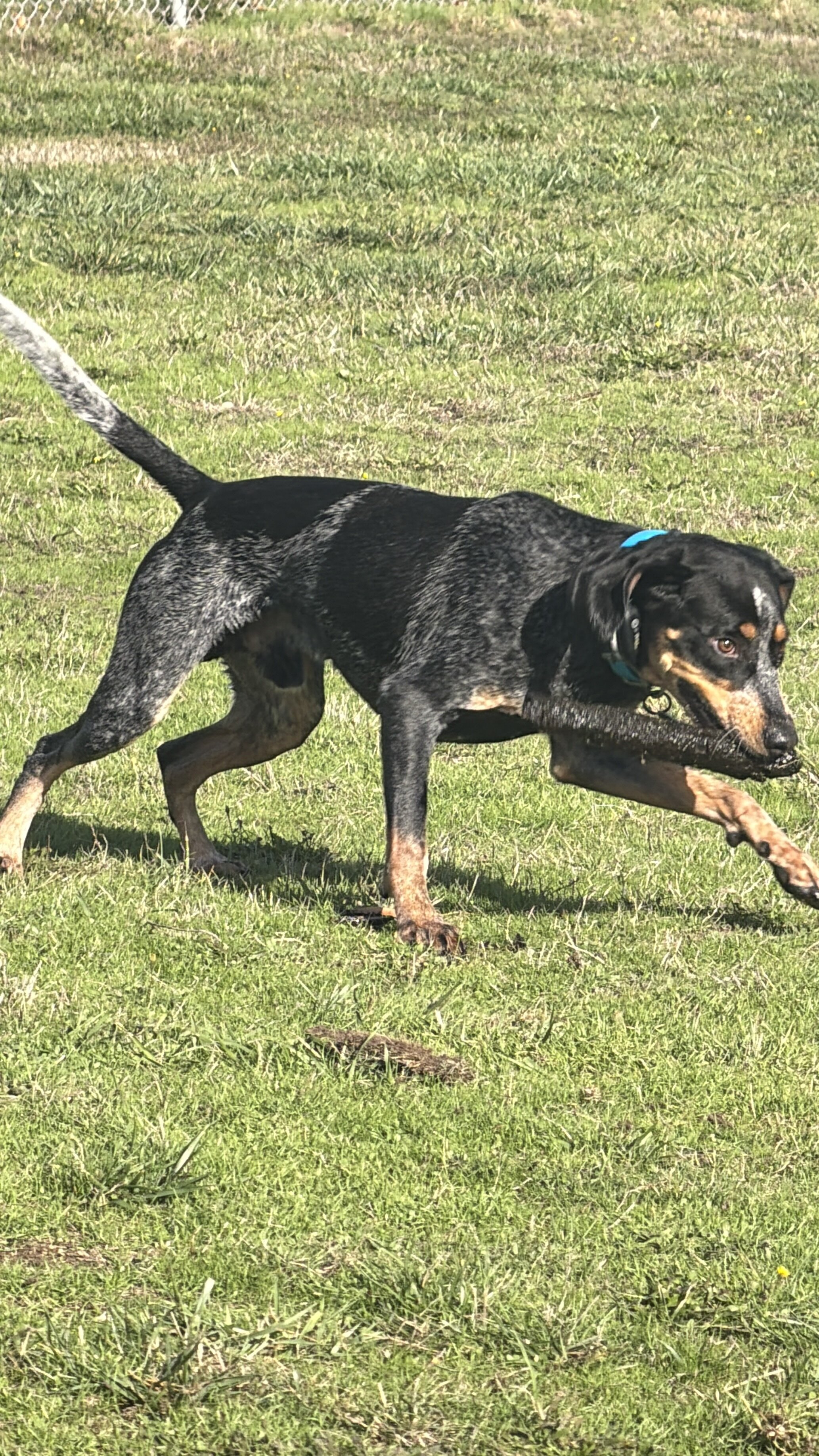 Bluetick Coonhound Male image 4