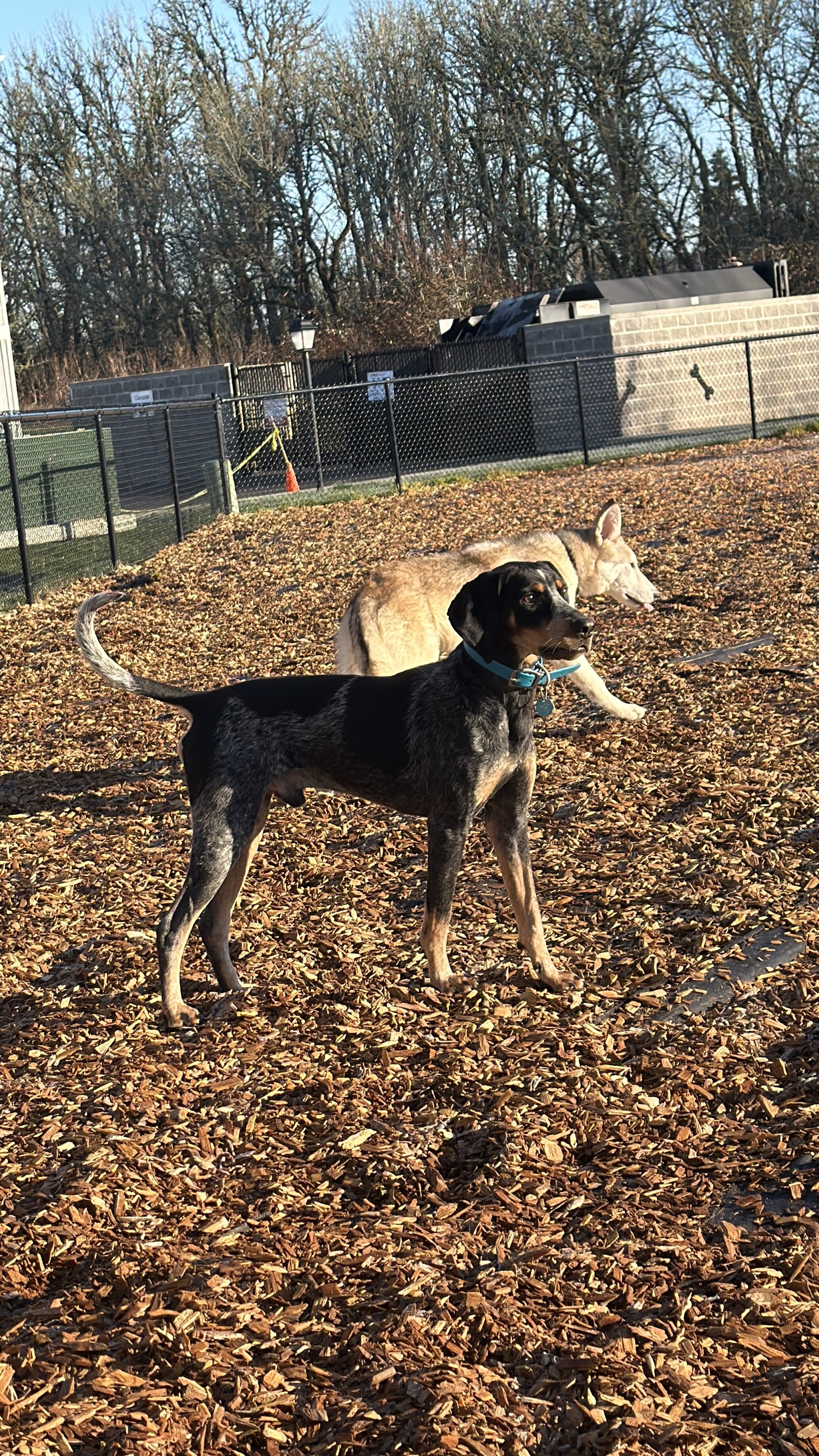 Bluetick Coonhound Male image 3