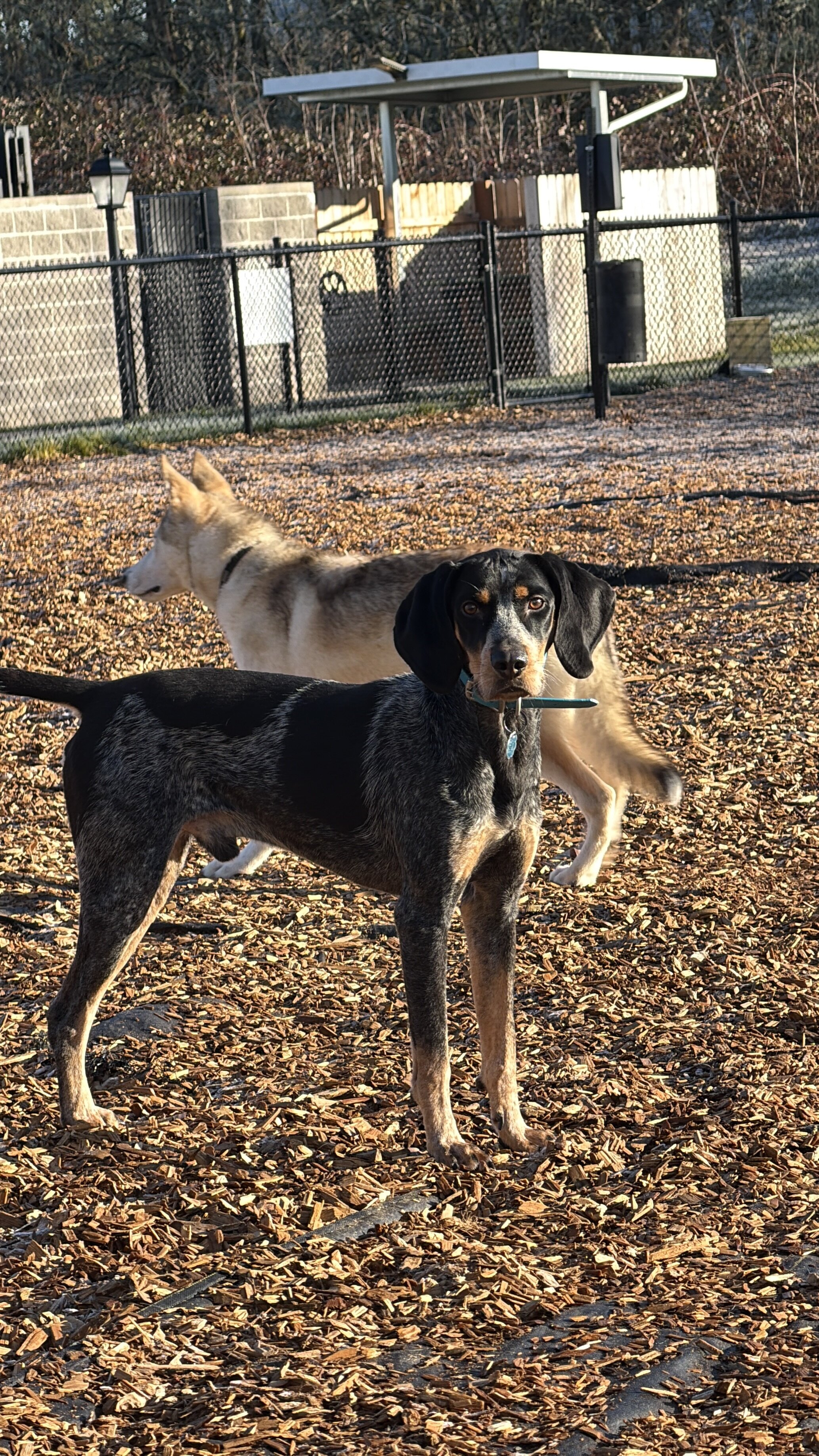 Bluetick Coonhound Male image 2