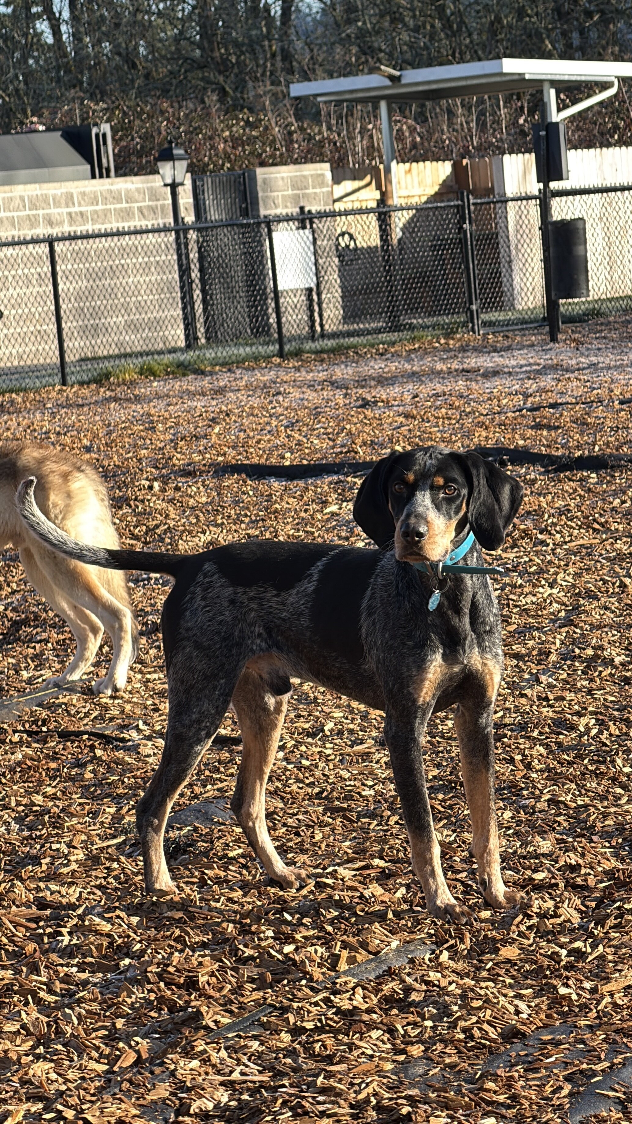 Bluetick Coonhound Male image 1