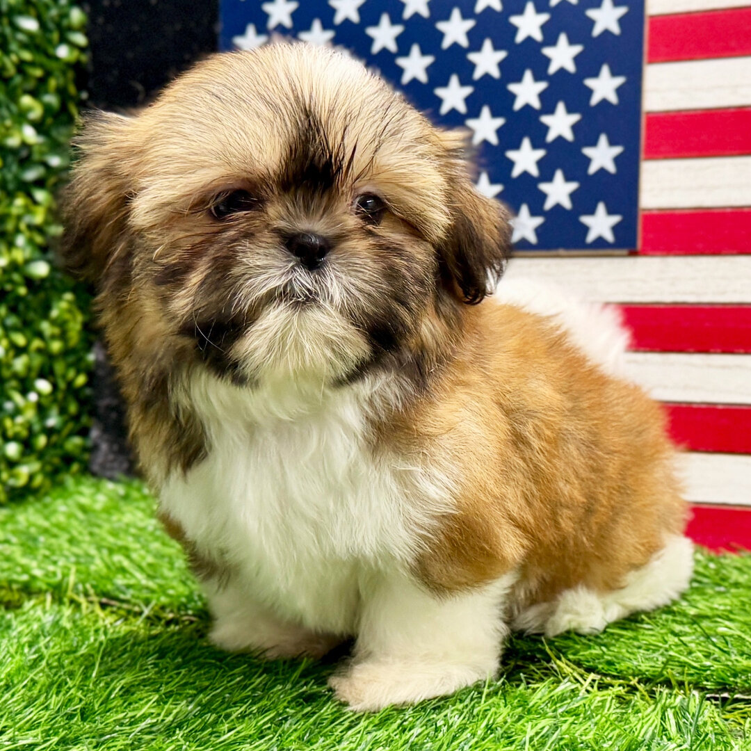 Akc registered Shih Tzu puppies  for adoption image 4