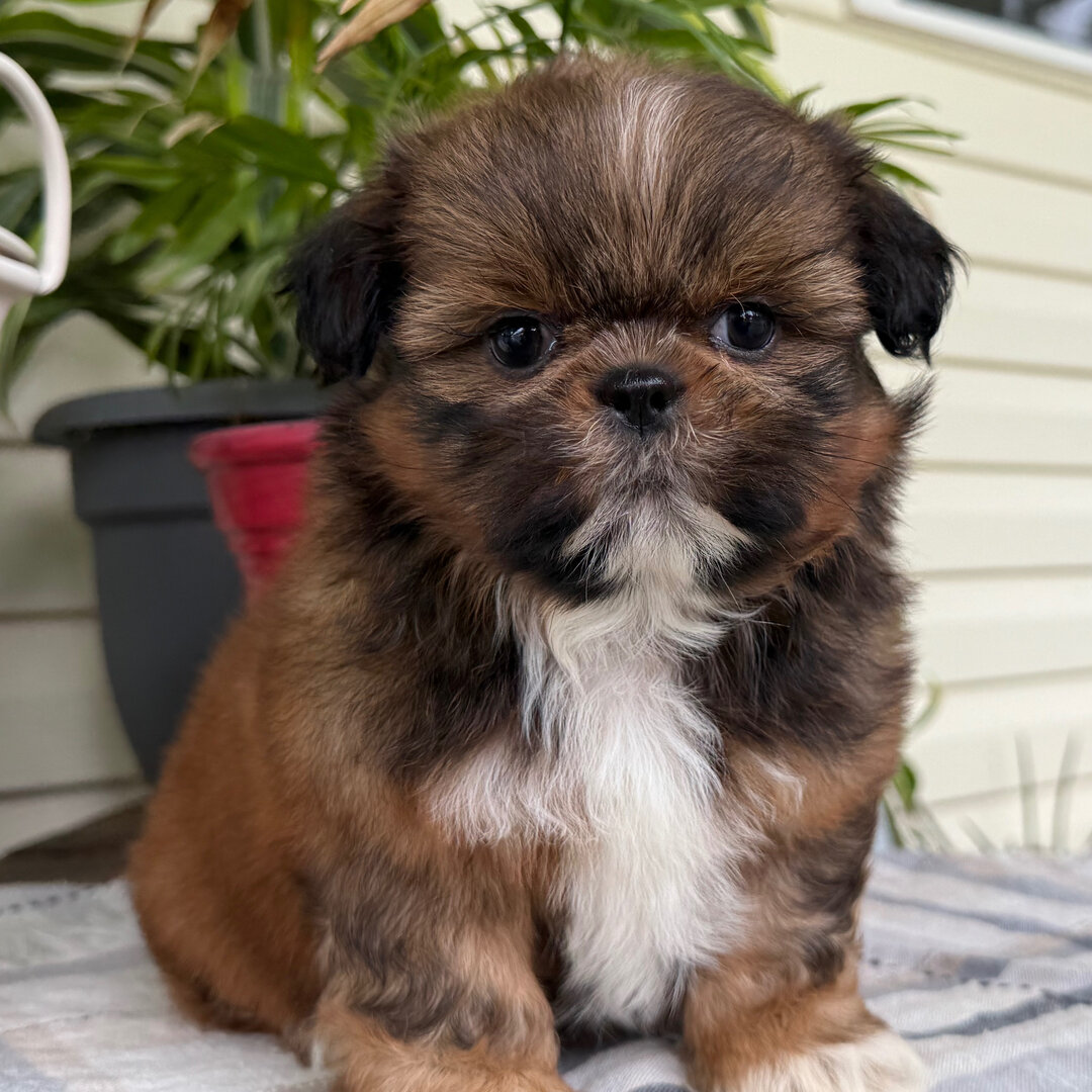 Akc registered Shih Tzu puppies  for adoption image 3