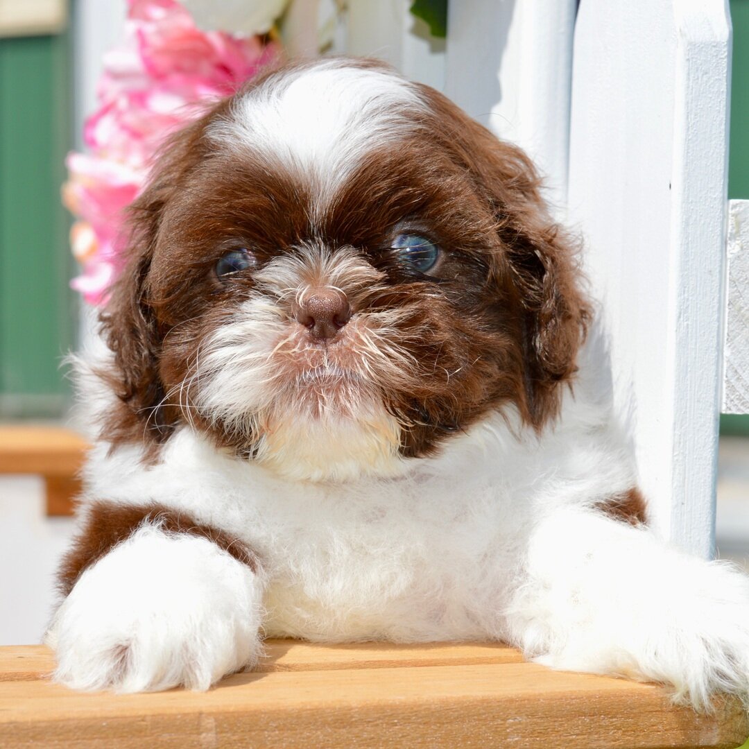 Akc registered Shih Tzu puppies  for adoption image 2