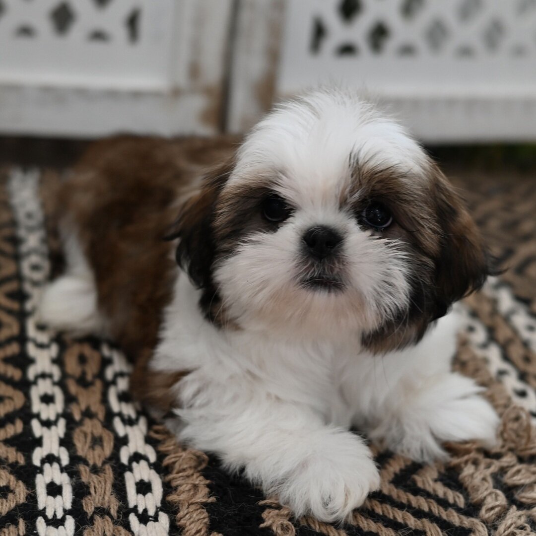 Akc registered Shih Tzu puppies  for adoption image 1