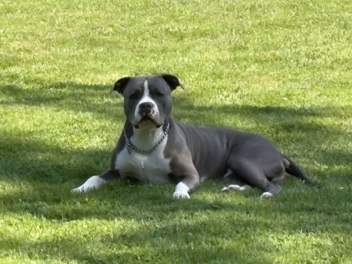 Rare Azure-Eyed White Grey Classic American Bully image 6