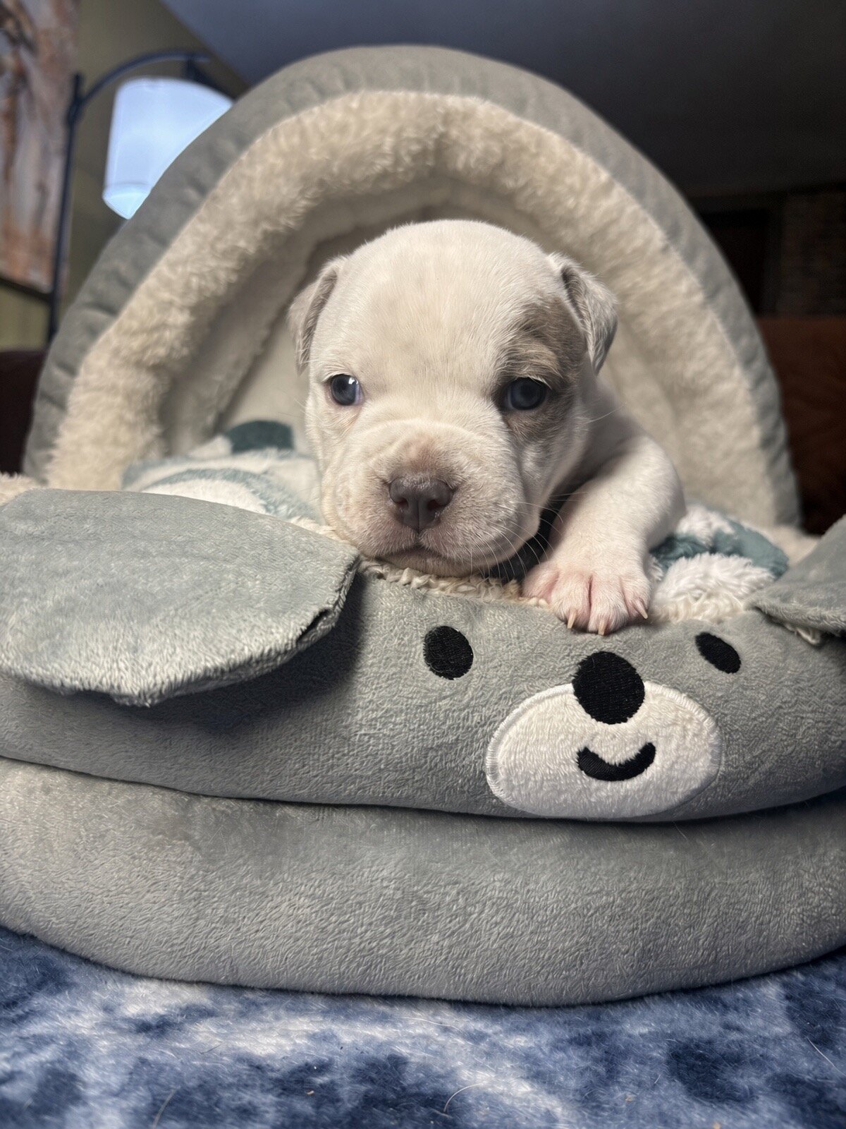 Rare Azure-Eyed White Grey Classic American Bully image 2