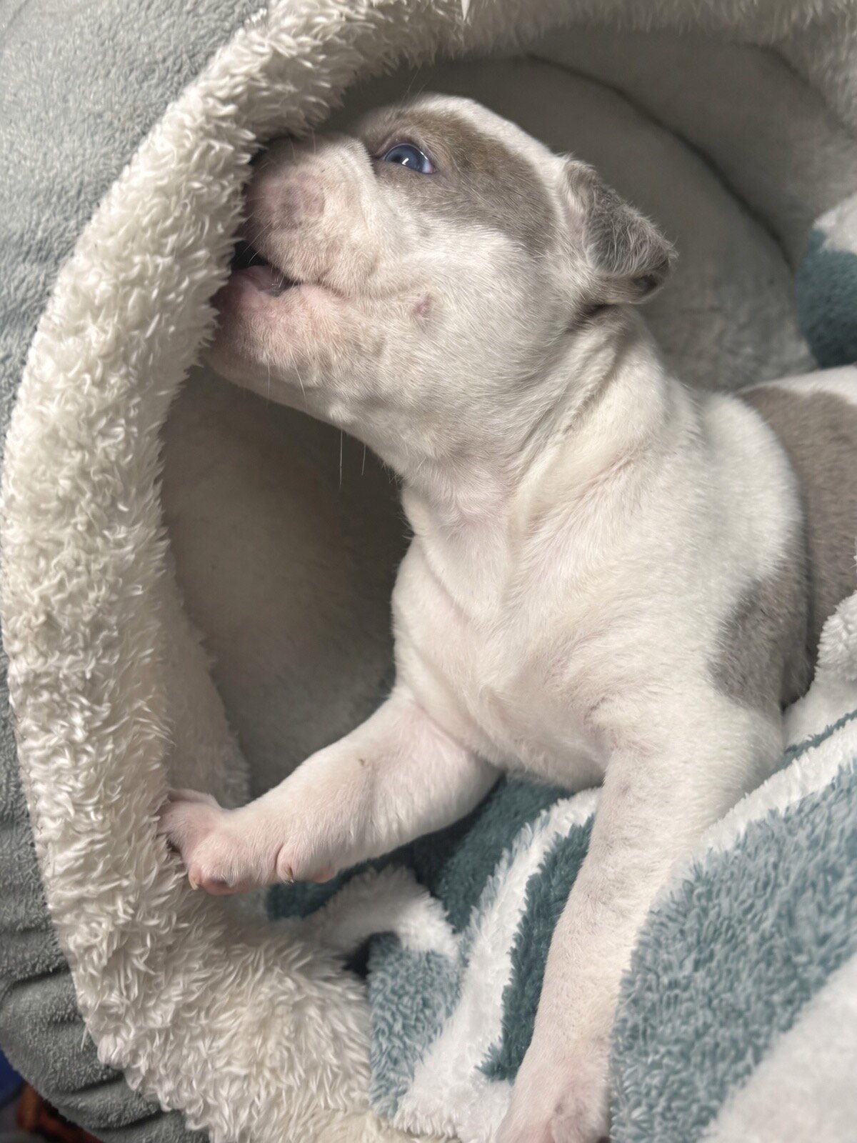 Rare Azure-Eyed White Grey Classic American Bully image 7