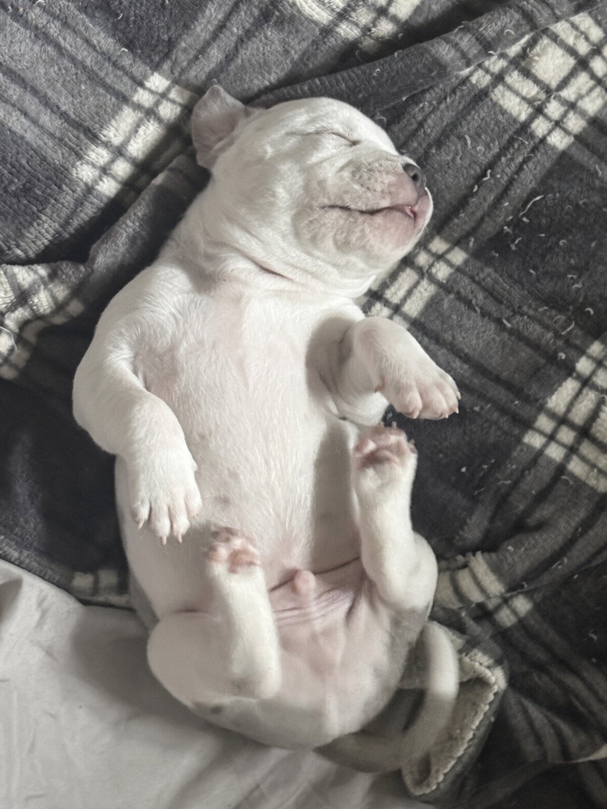 Rare Azure-Eyed White Grey Classic American Bully image 5