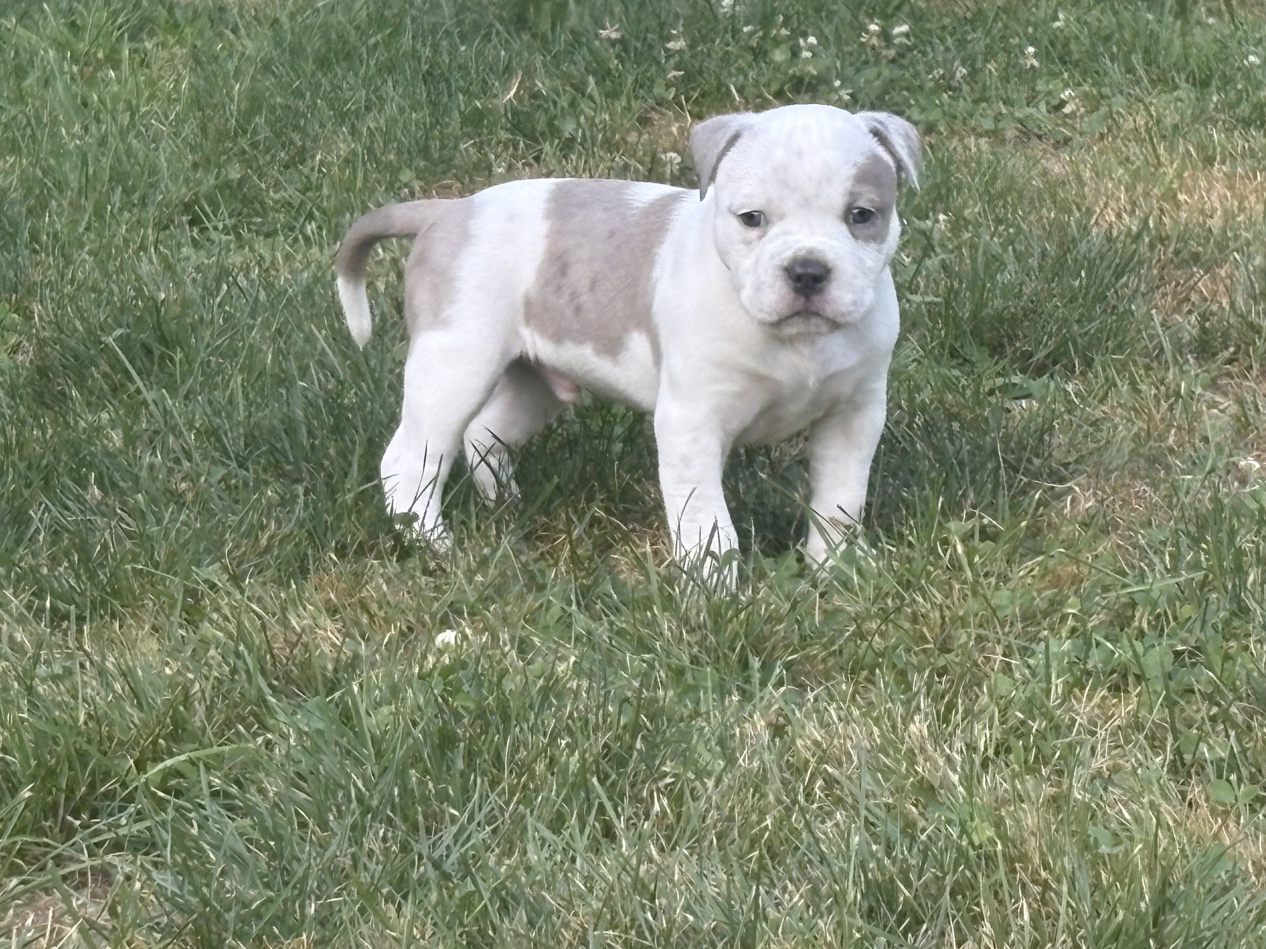 Rare Azure-Eyed White Grey Classic American Bully image 1