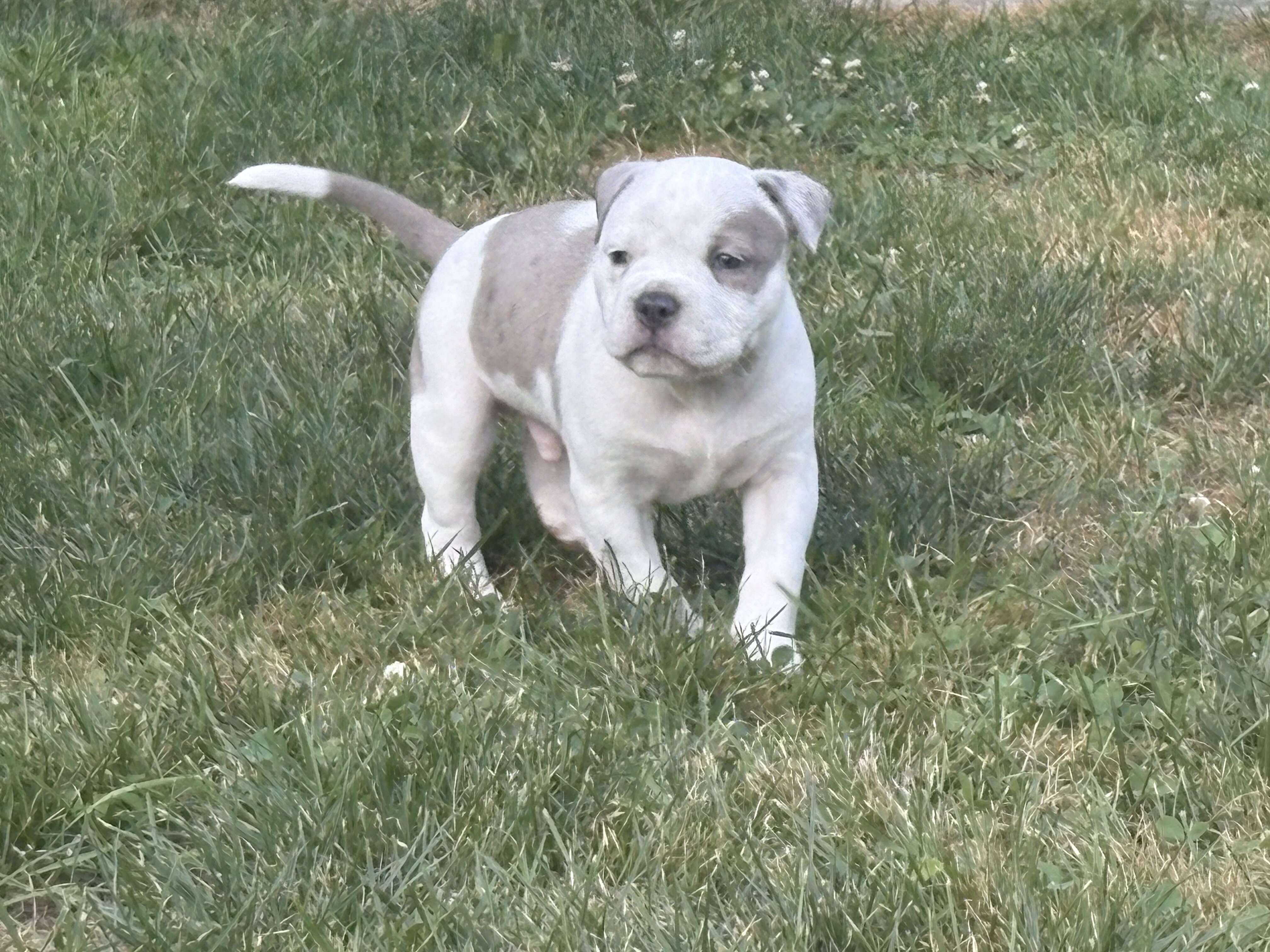 Rare Azure-Eyed White Grey Classic American Bully image 4