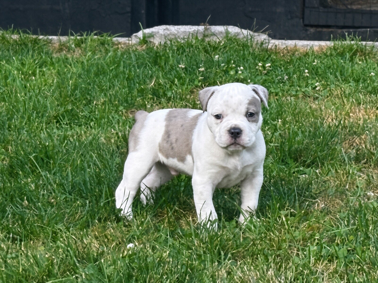 Rare Azure-Eyed White Grey Classic American Bully image 10