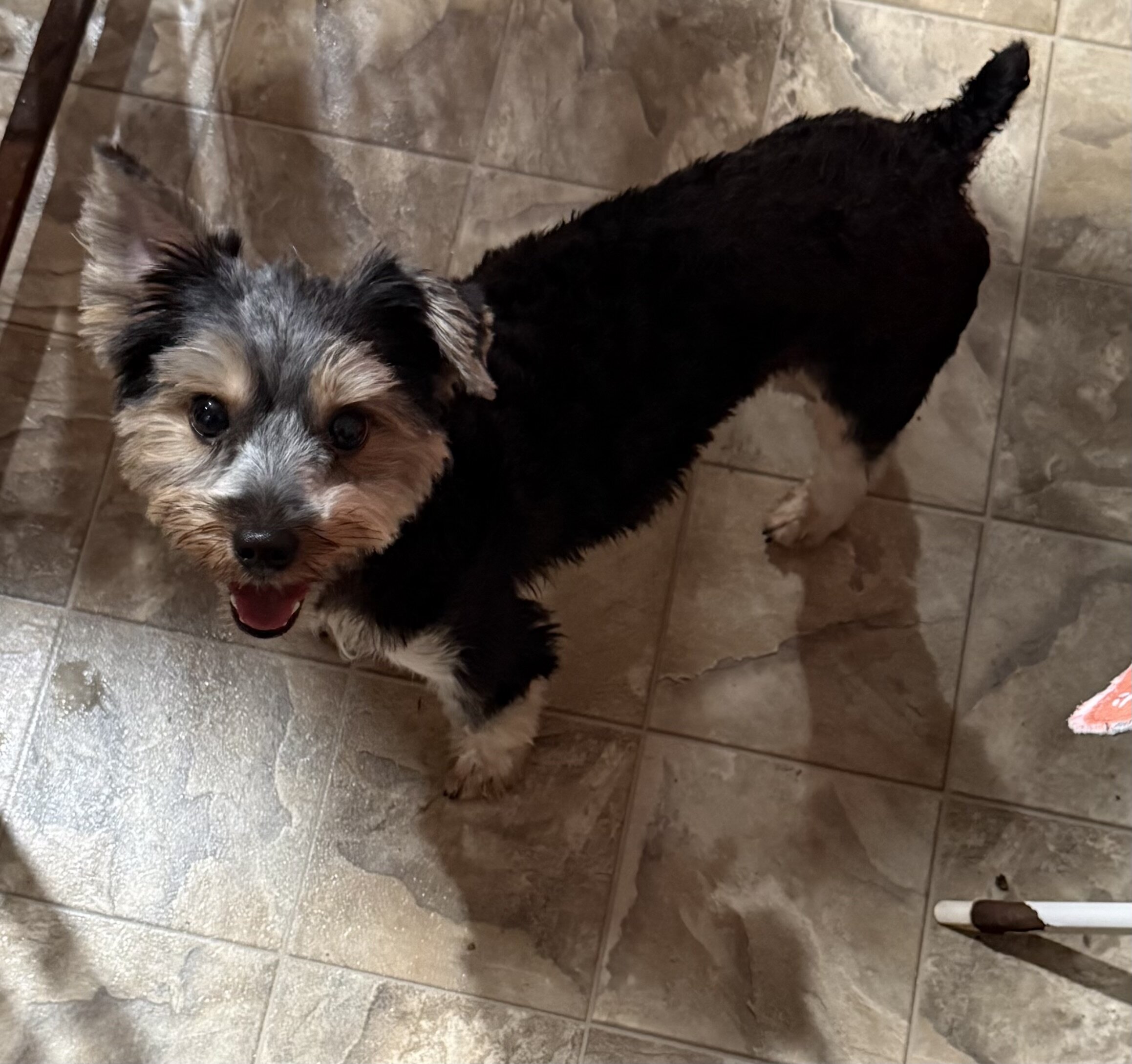 Yorkshire Terrier Sisters - 2 Yrs Old image 3
