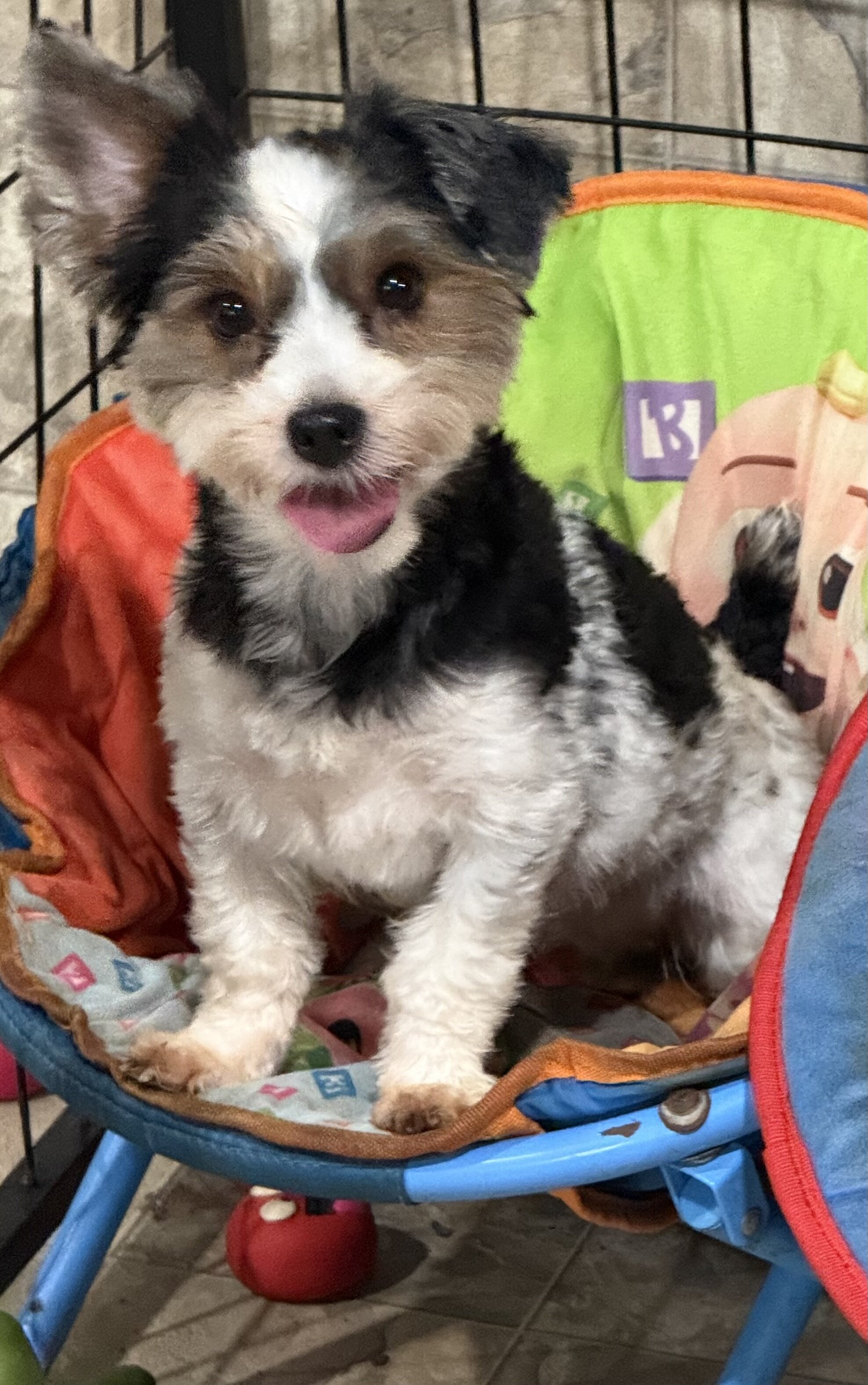 Yorkshire Terrier Sisters - 2 Yrs Old image 2