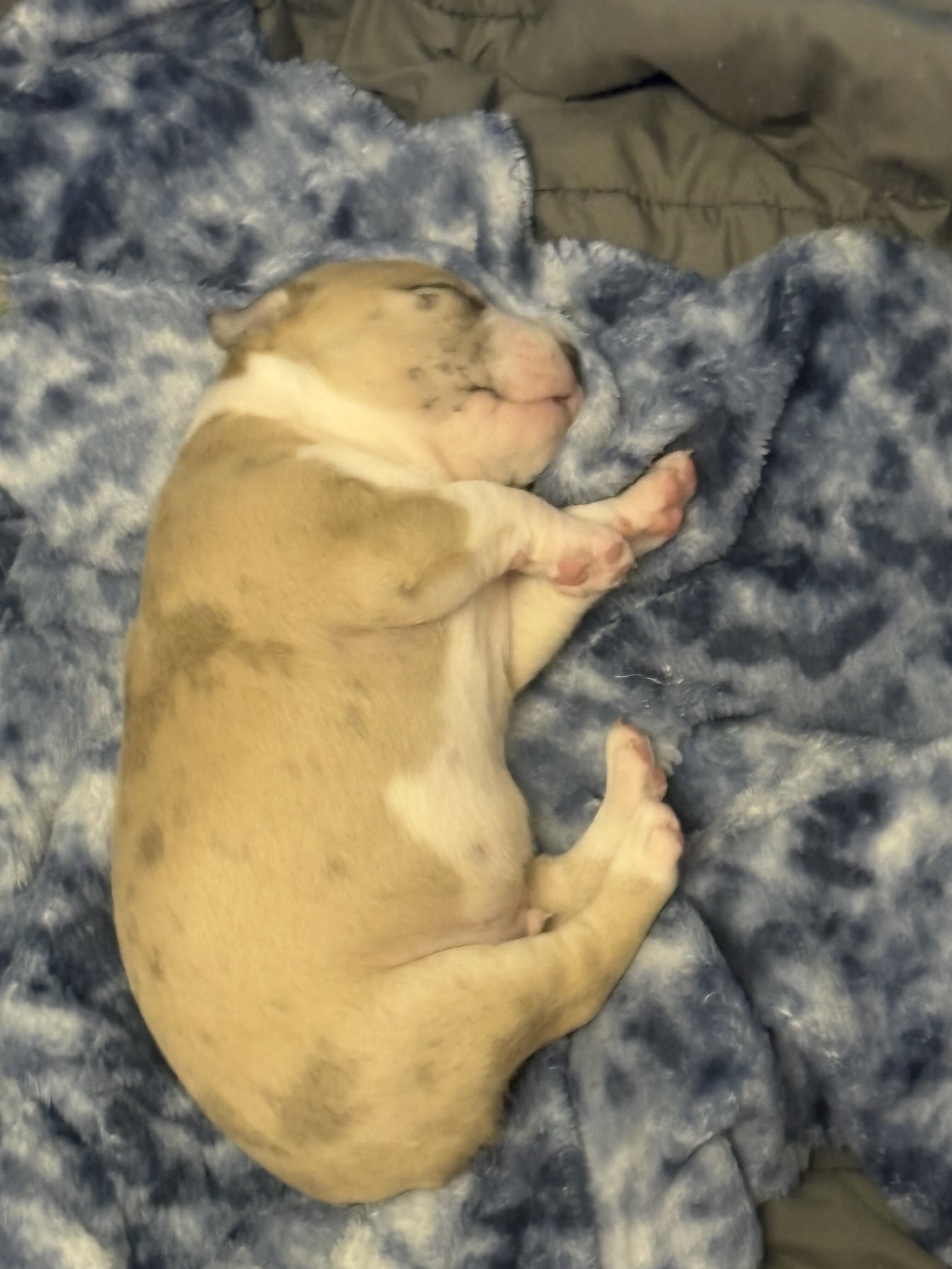Charming Sapphire Fawn Classic Bully Boy image 5