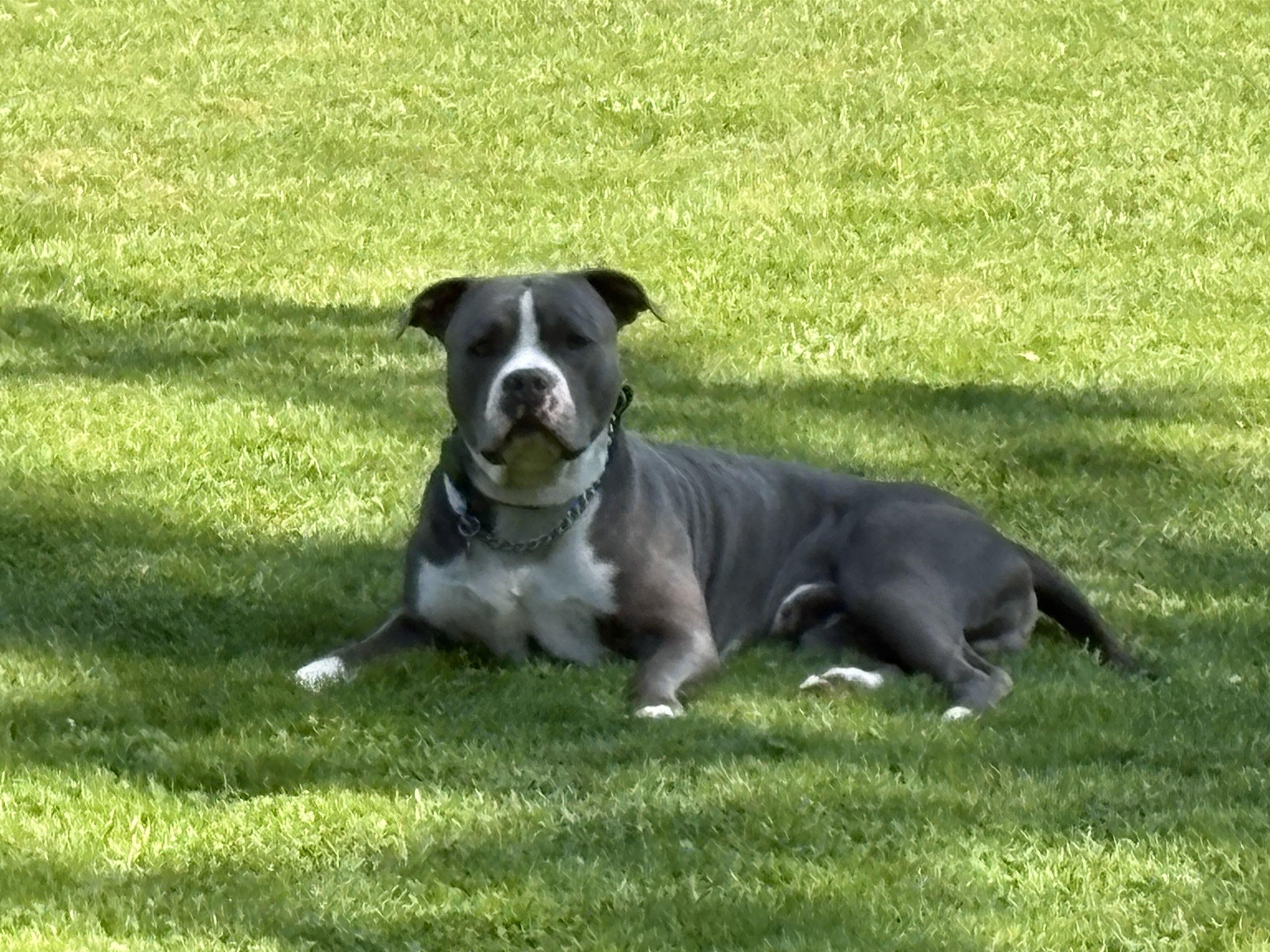 Charming Sapphire Fawn Classic Bully Boy image 7