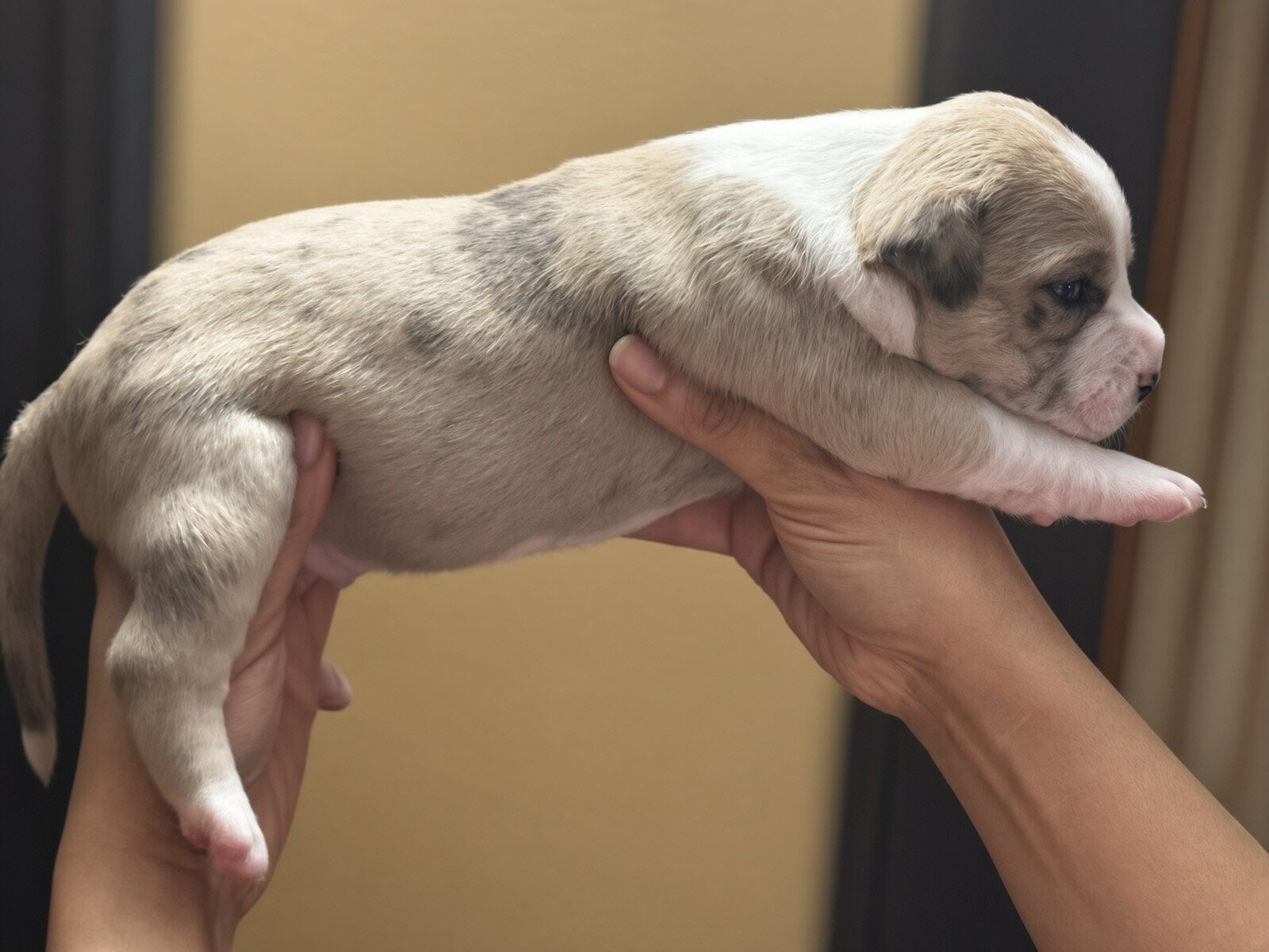 Charming Sapphire Fawn Classic Bully Boy image 6